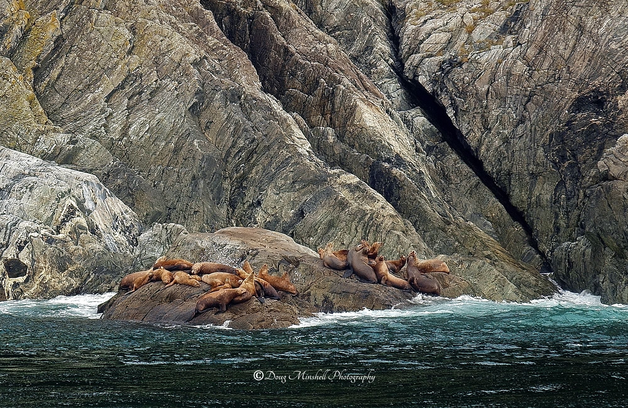 Fjord Haul-Out
