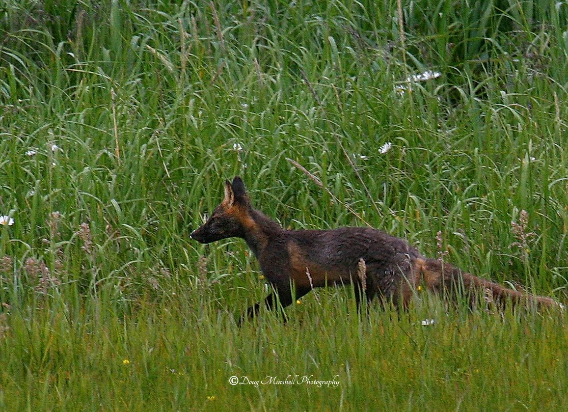 Coastal Red Fox