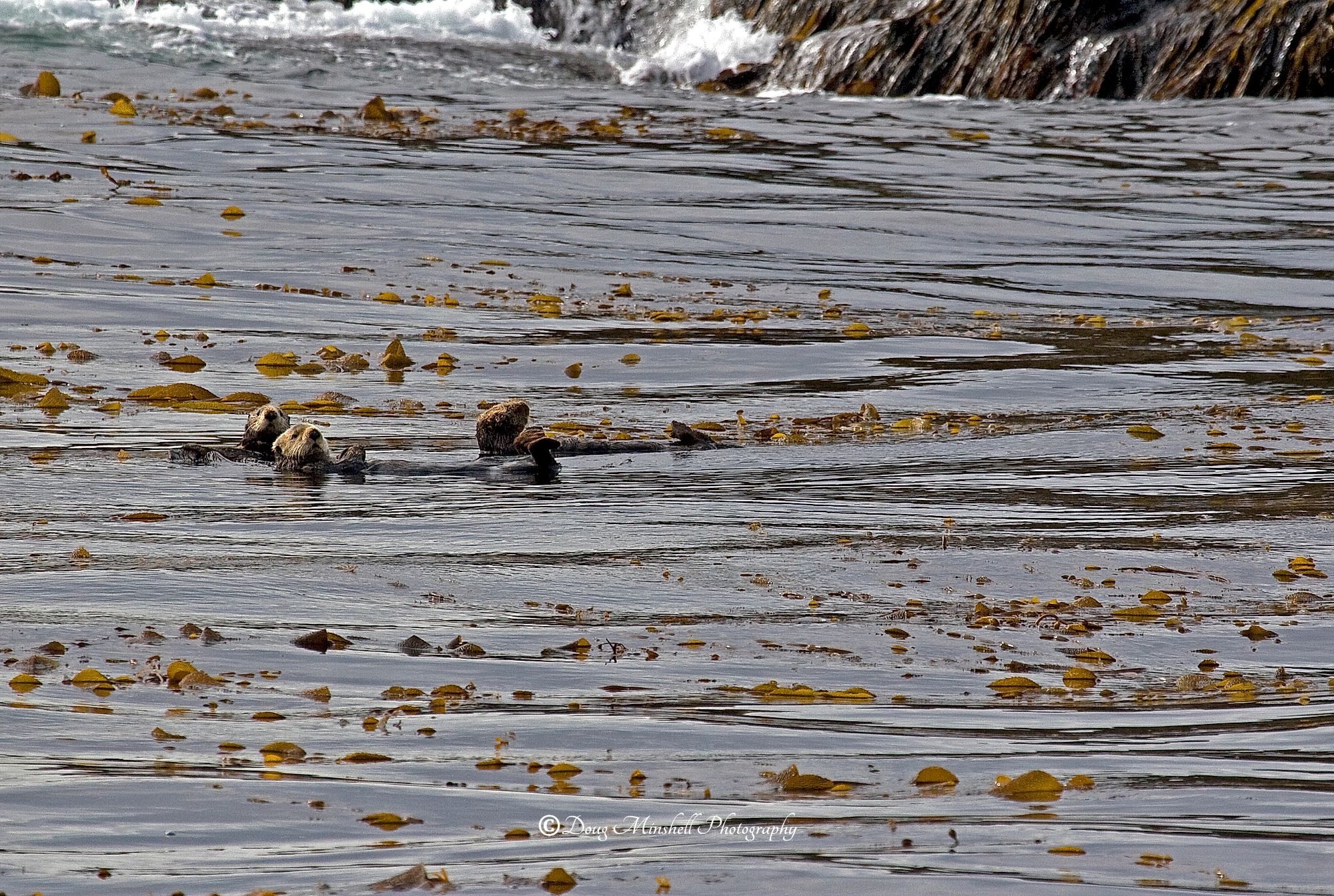 Rest in the Kelp Bed