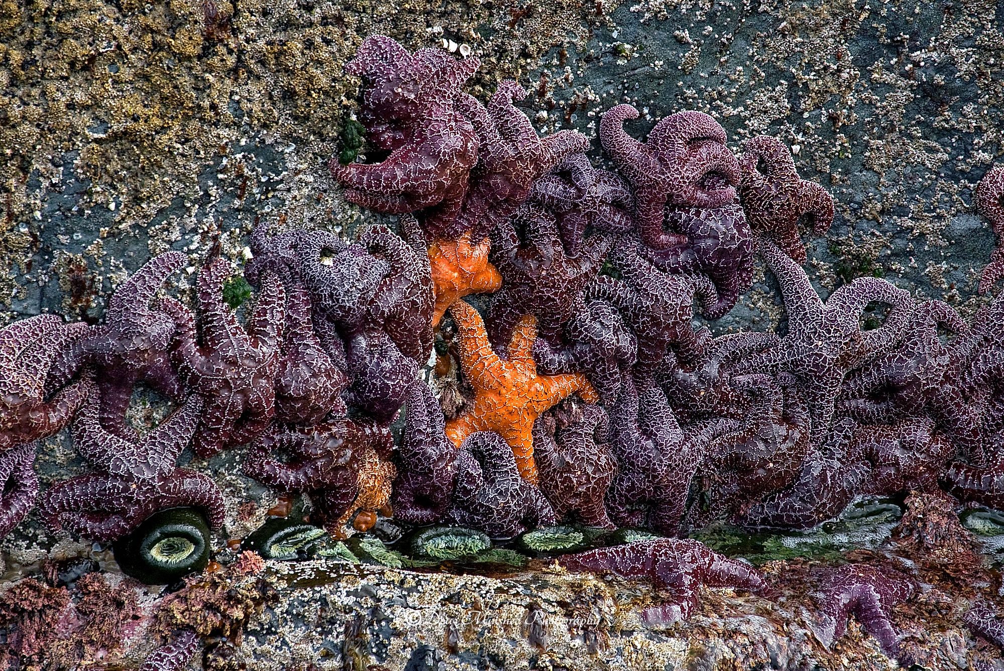 Low Tide Treasures
