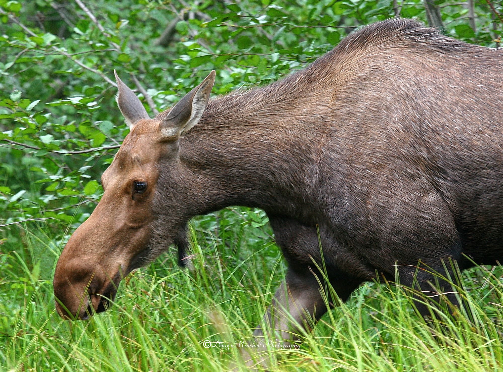 Forest Grazer