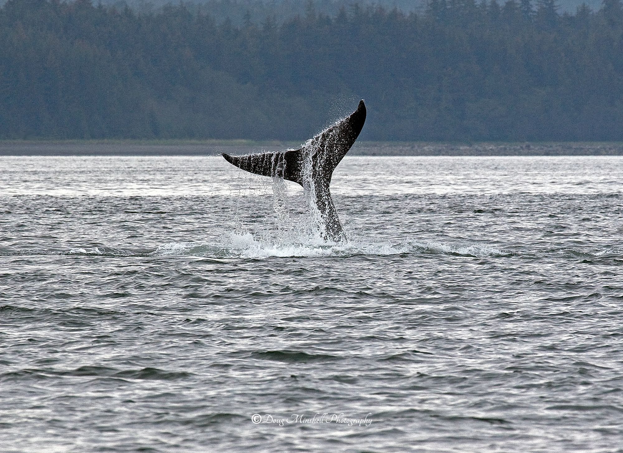Inside Passage Tail Flip