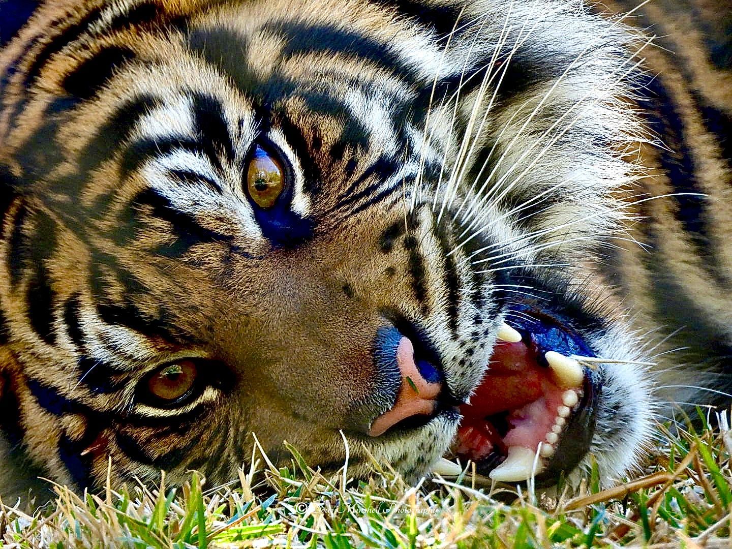 Tiger Eyes