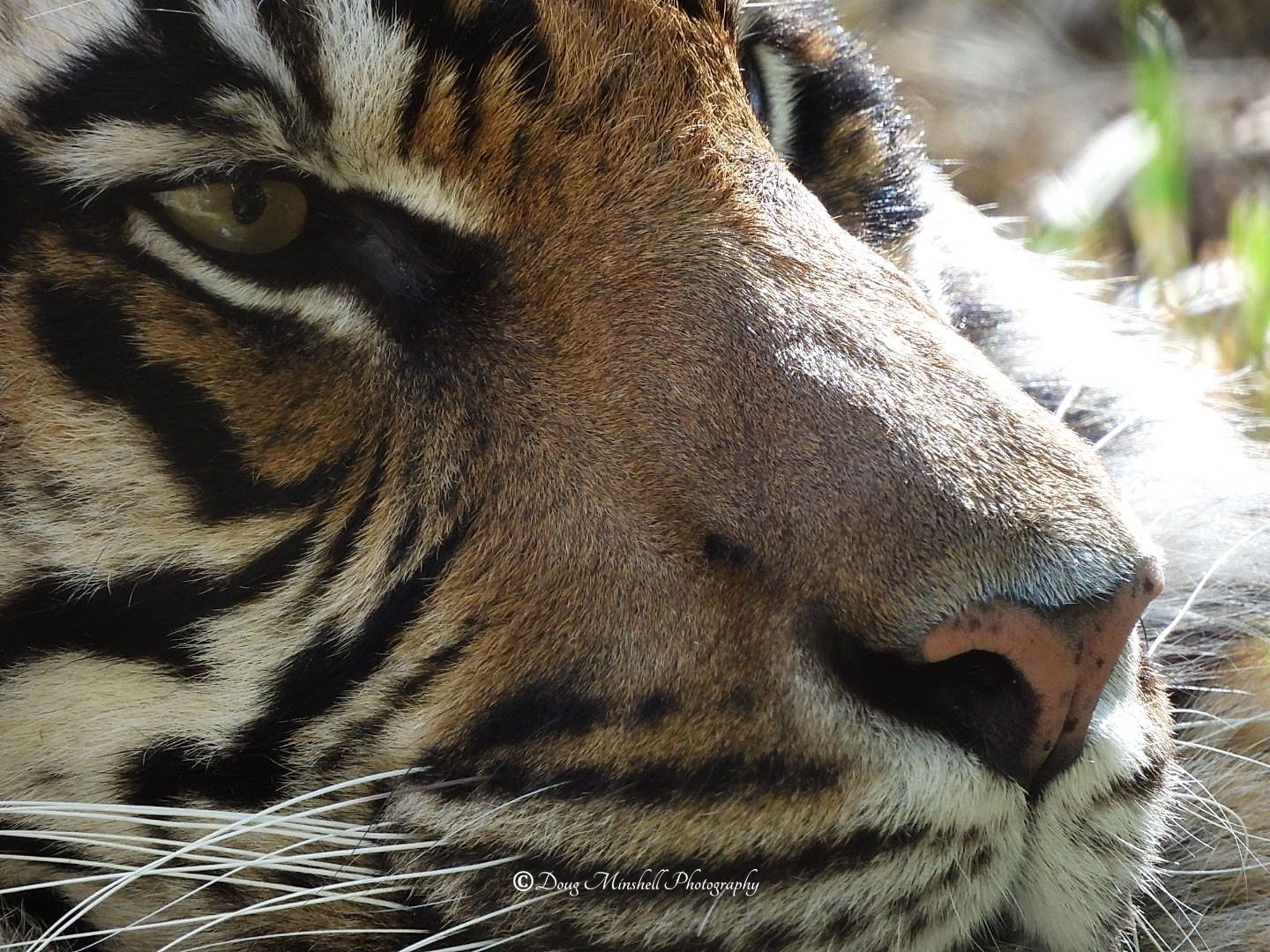 Tiger Closeup
