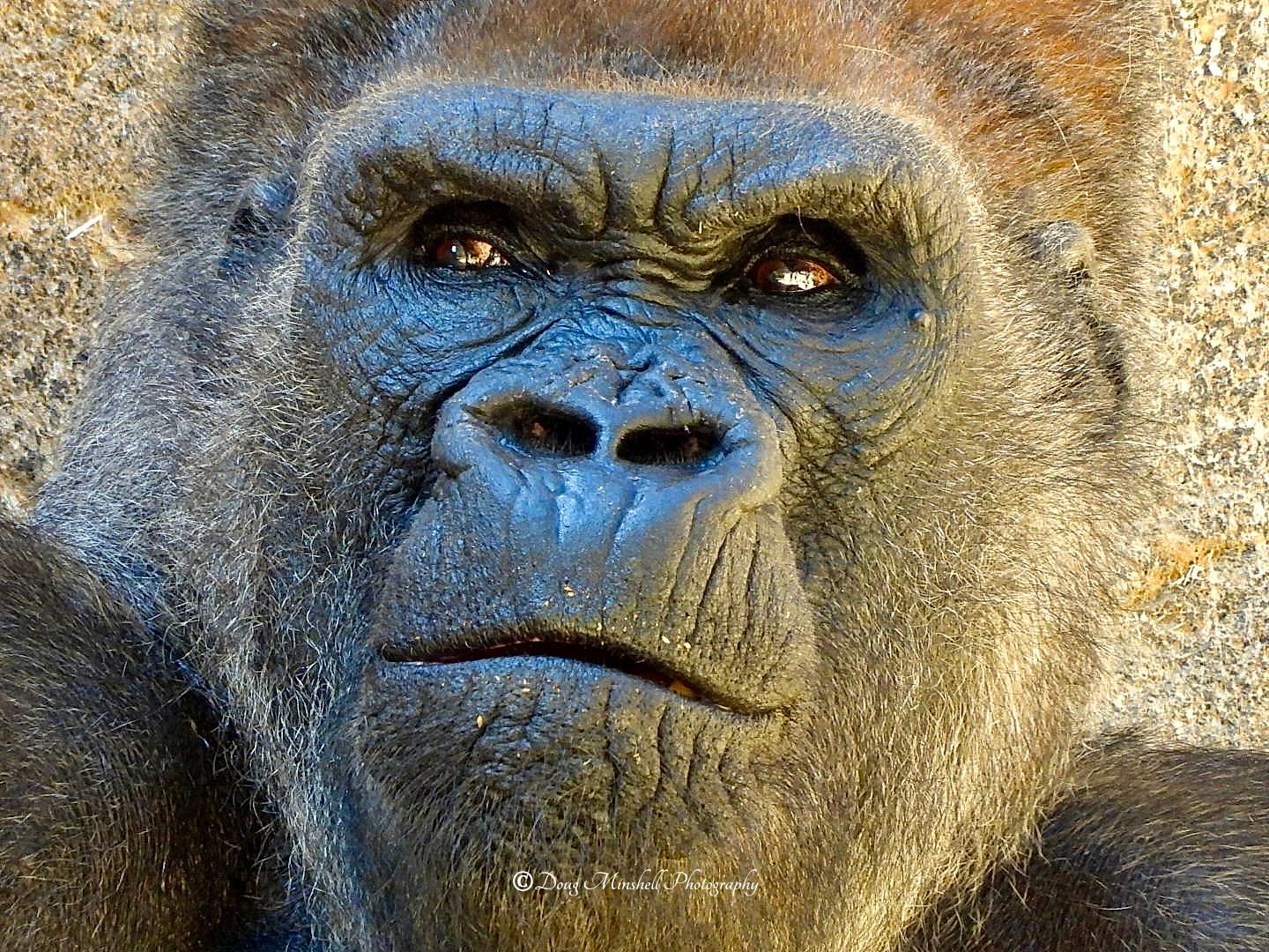 Gorilla Portrait