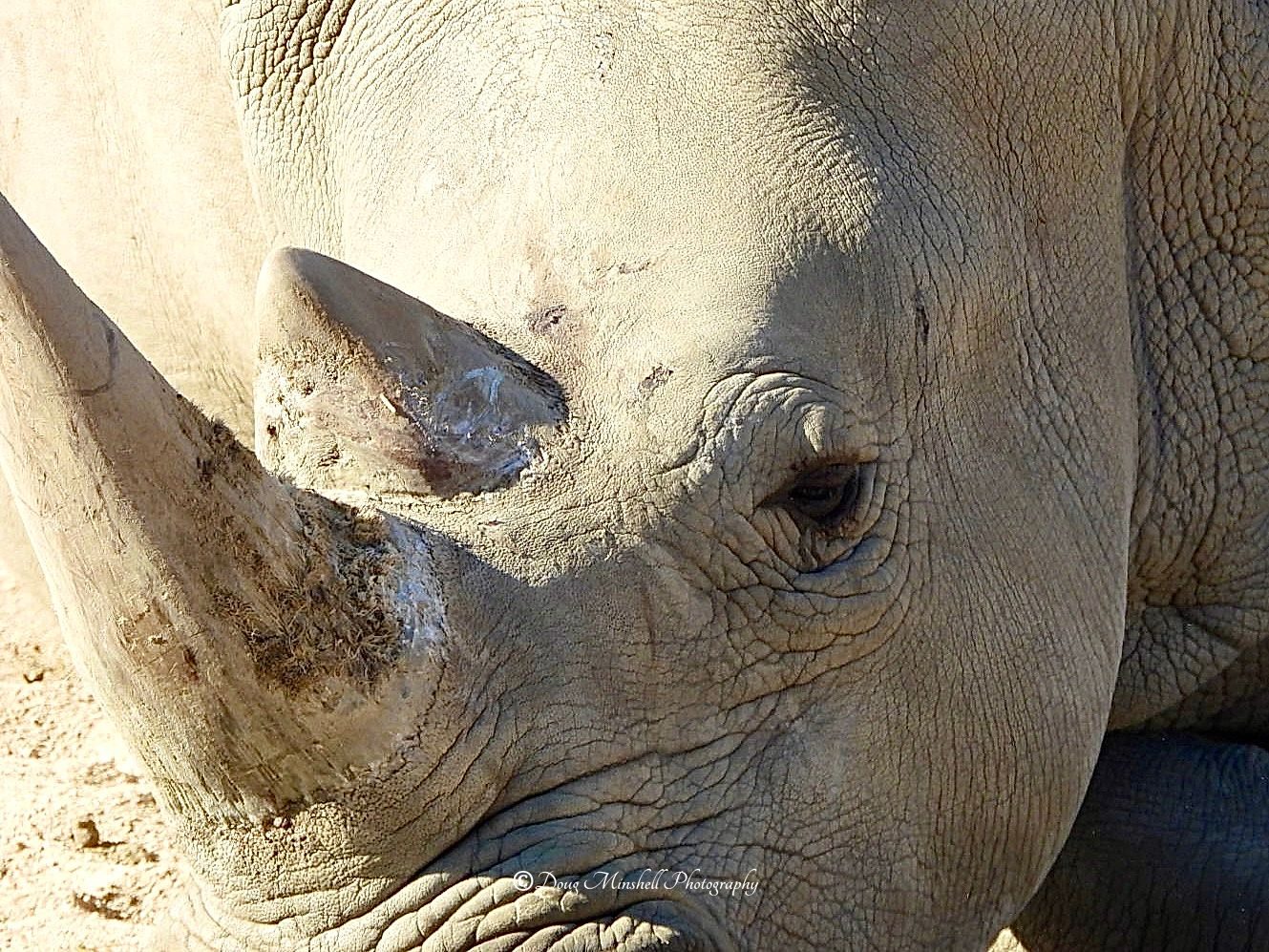 Rhino Closeup