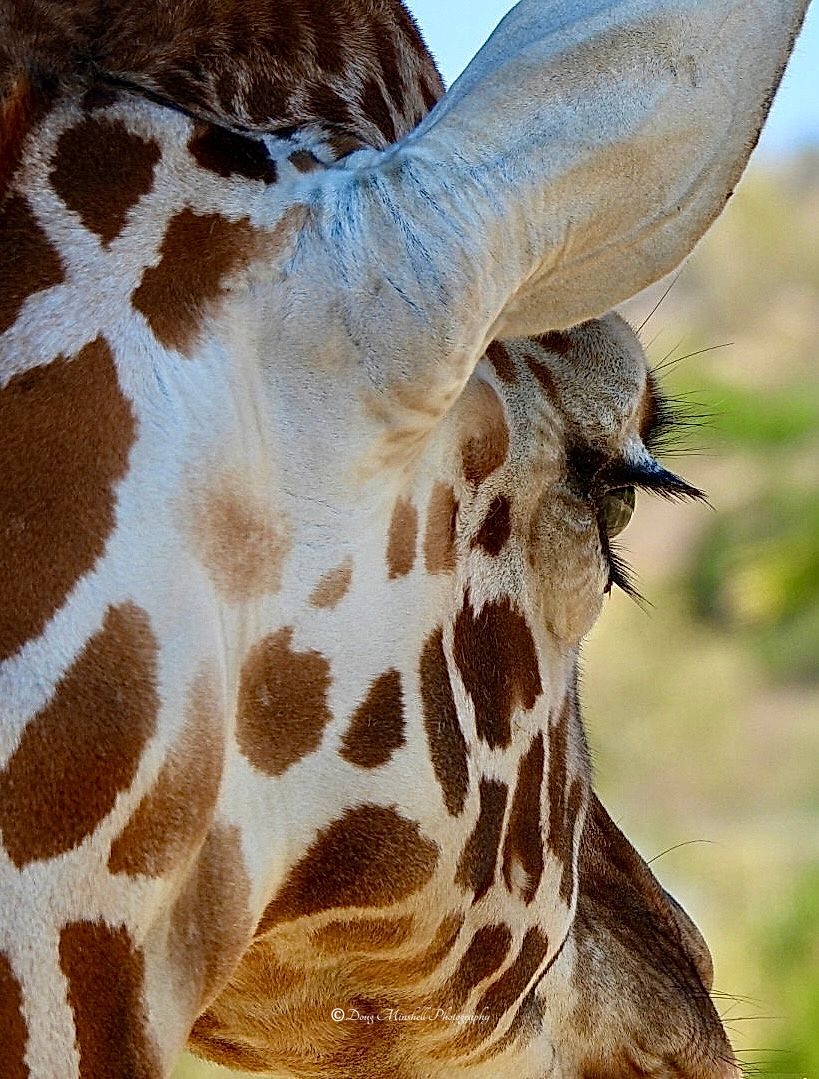 Those Eyelashes