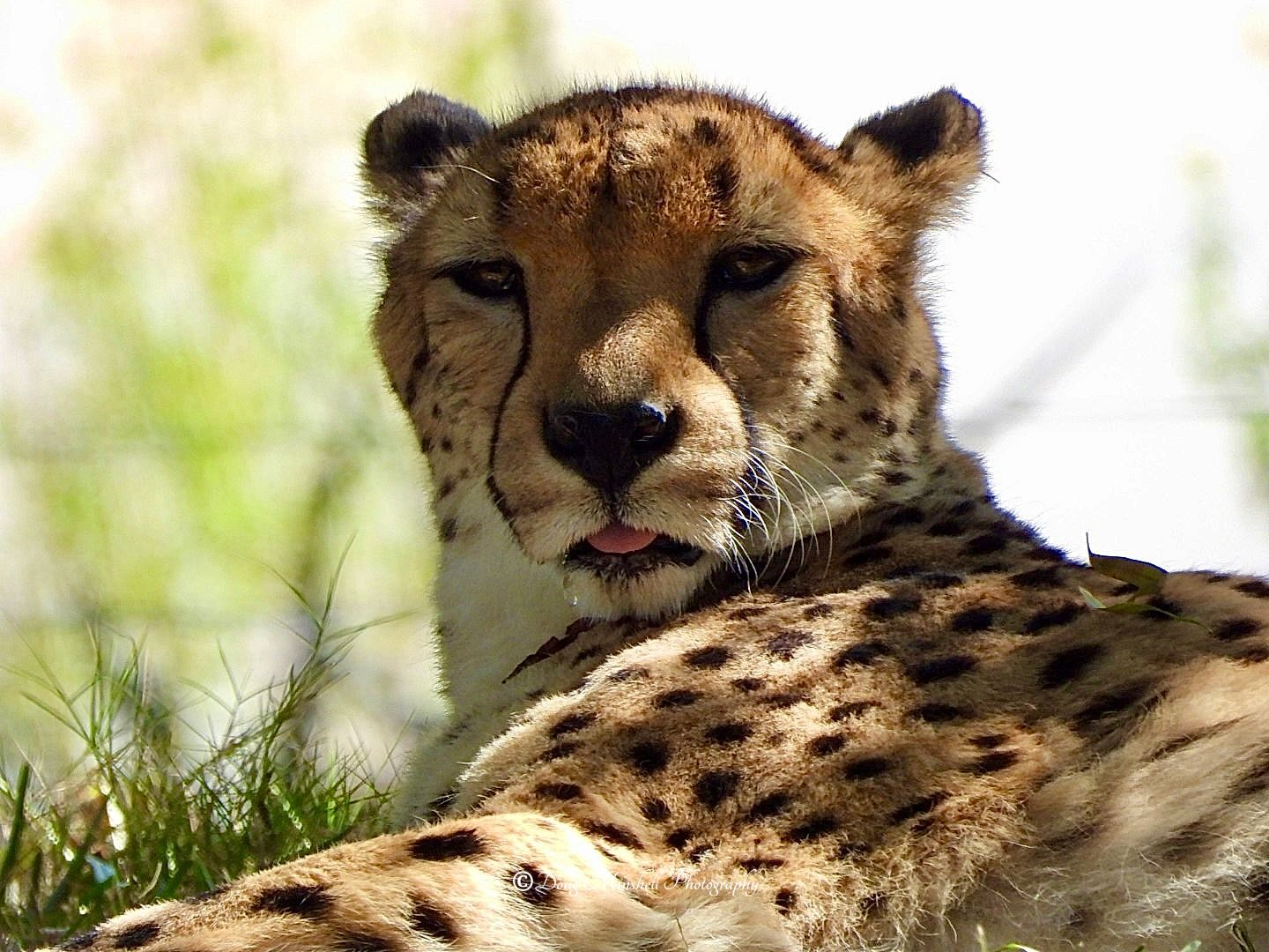 Napping Cheetah
