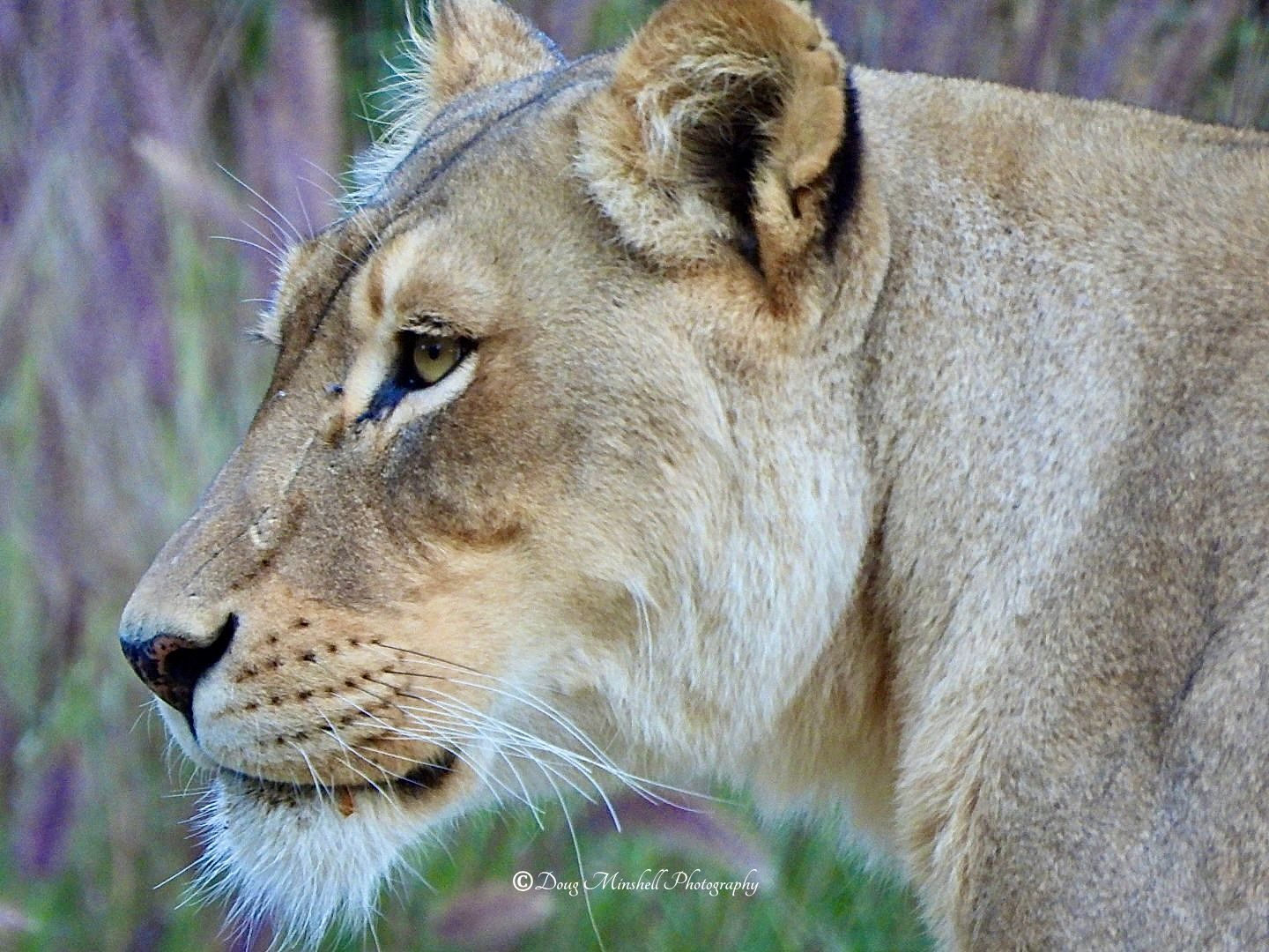 Lioness Profile