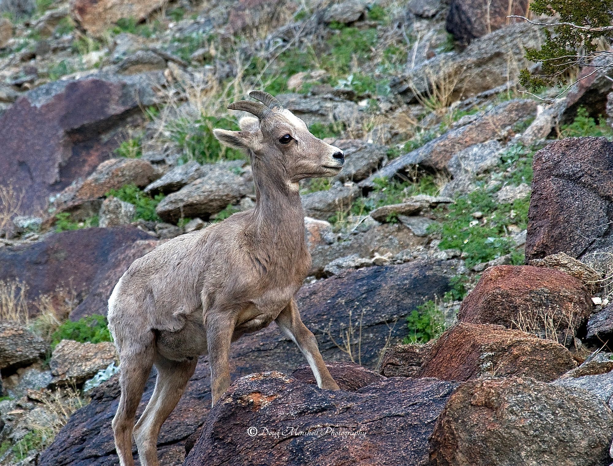 Young Bighorn