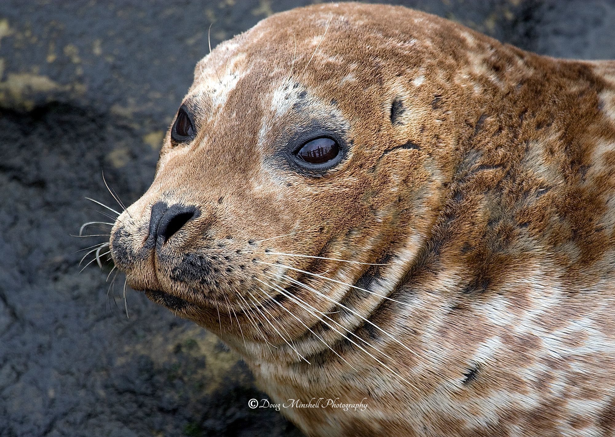 Eye Reflection