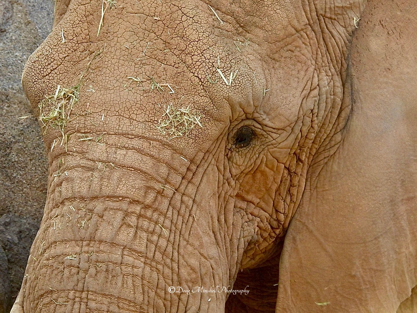 African Elephant Closeup