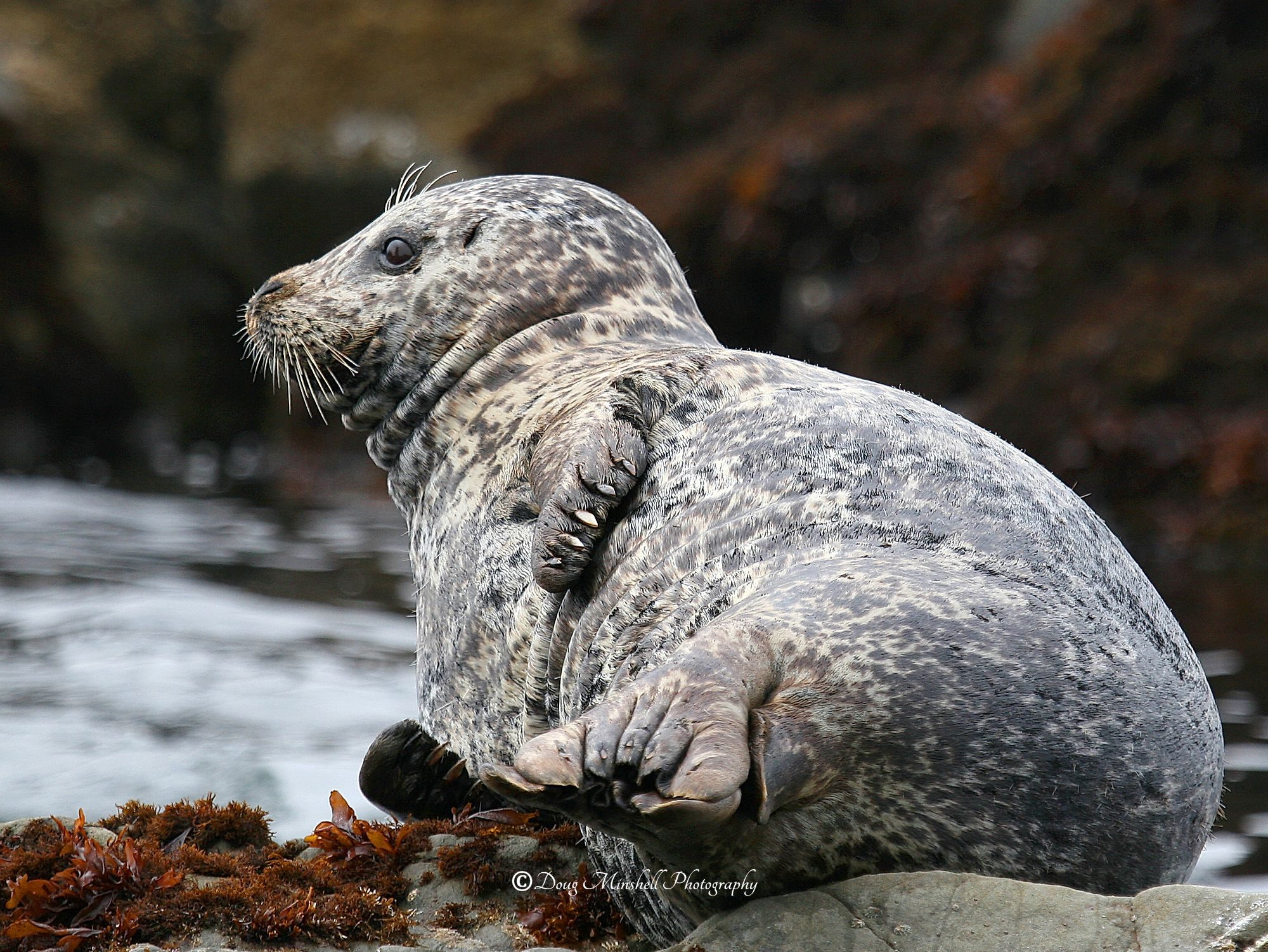 Lounging Seal