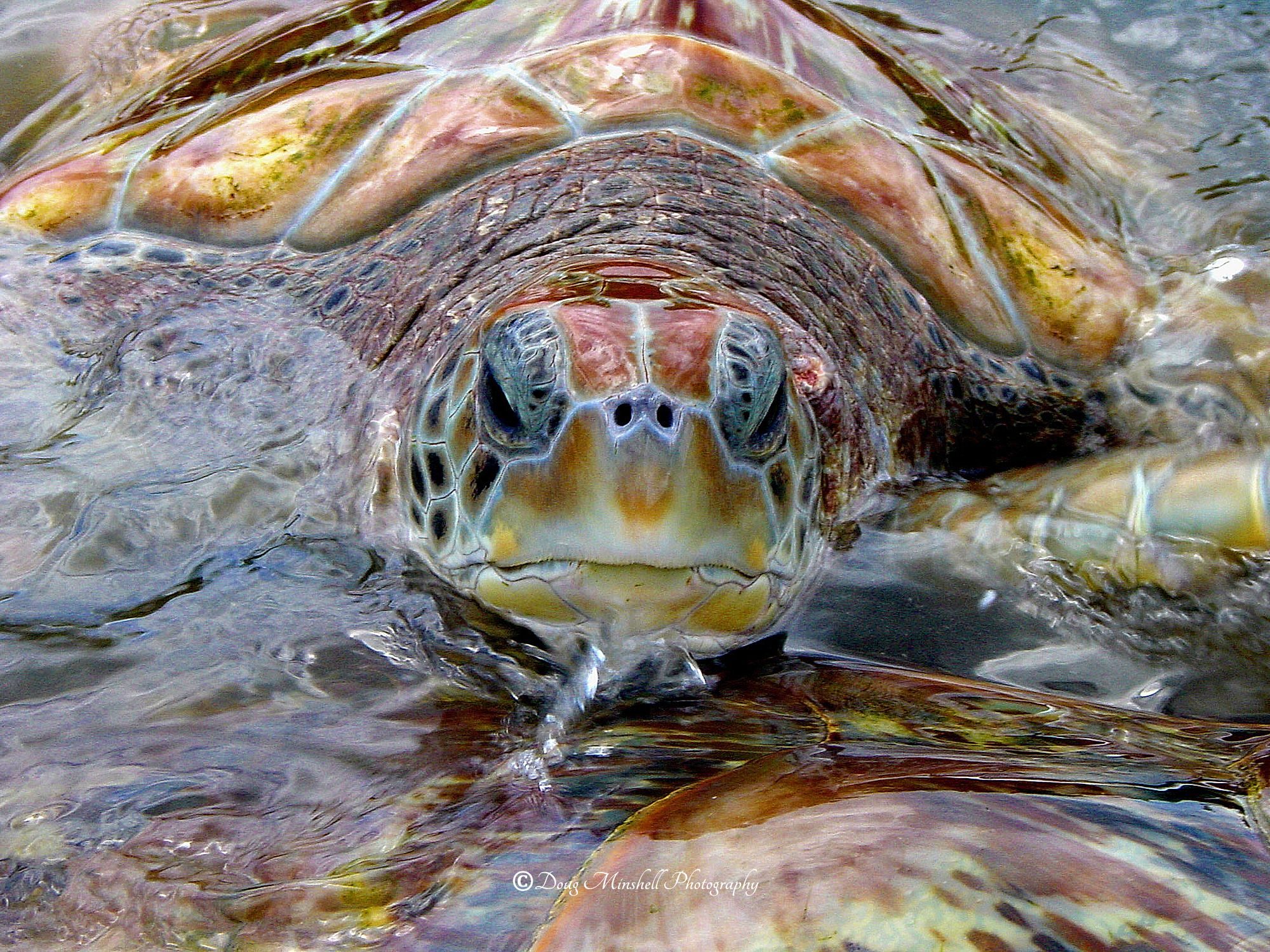 Green Sea Turtle
