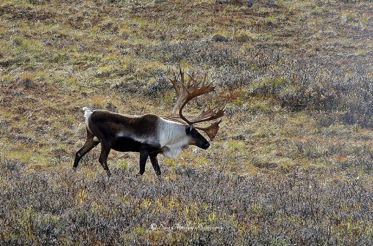 Tundra Wanderer