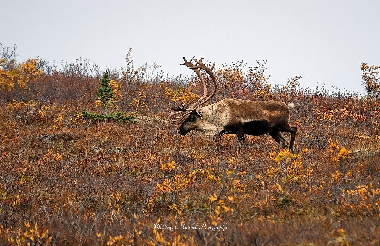 Tundra Trotter