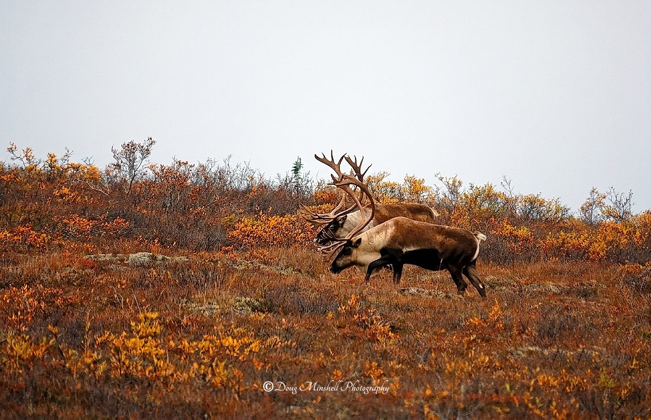 Autumn Wanderers