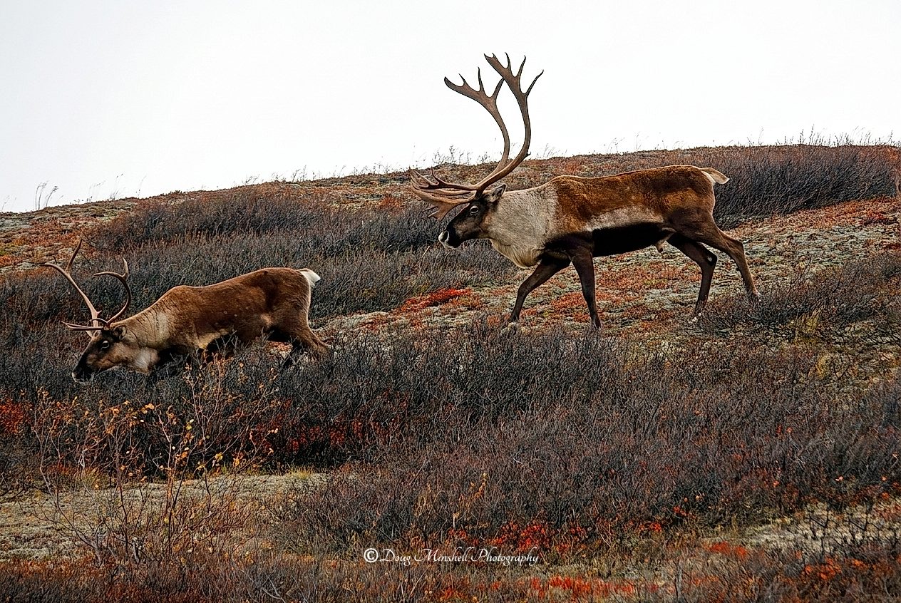 Crown of the Tundra