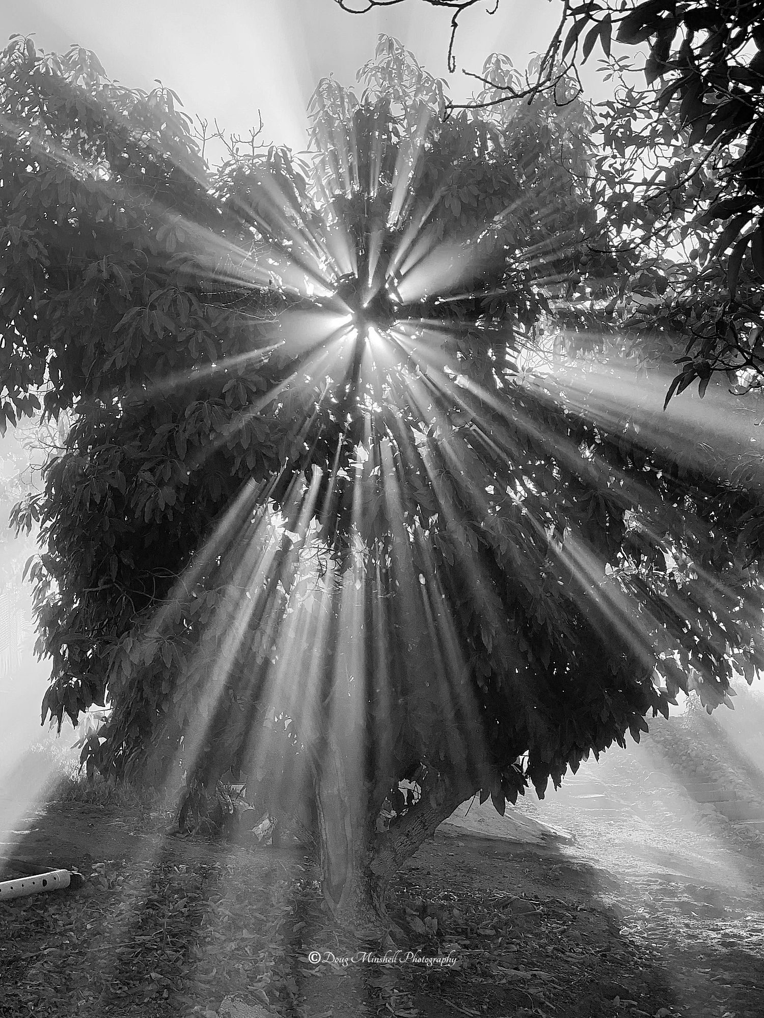 Sun Rays
