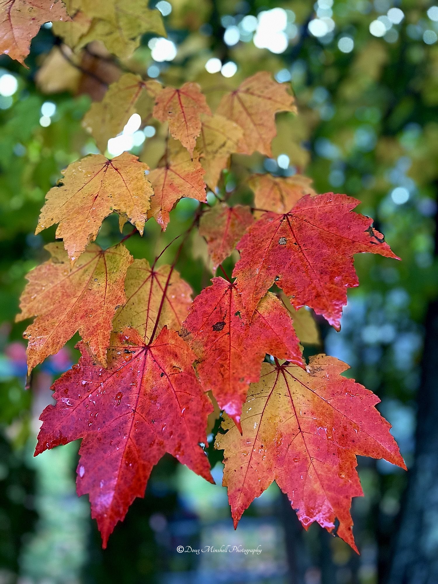 Leaf Study