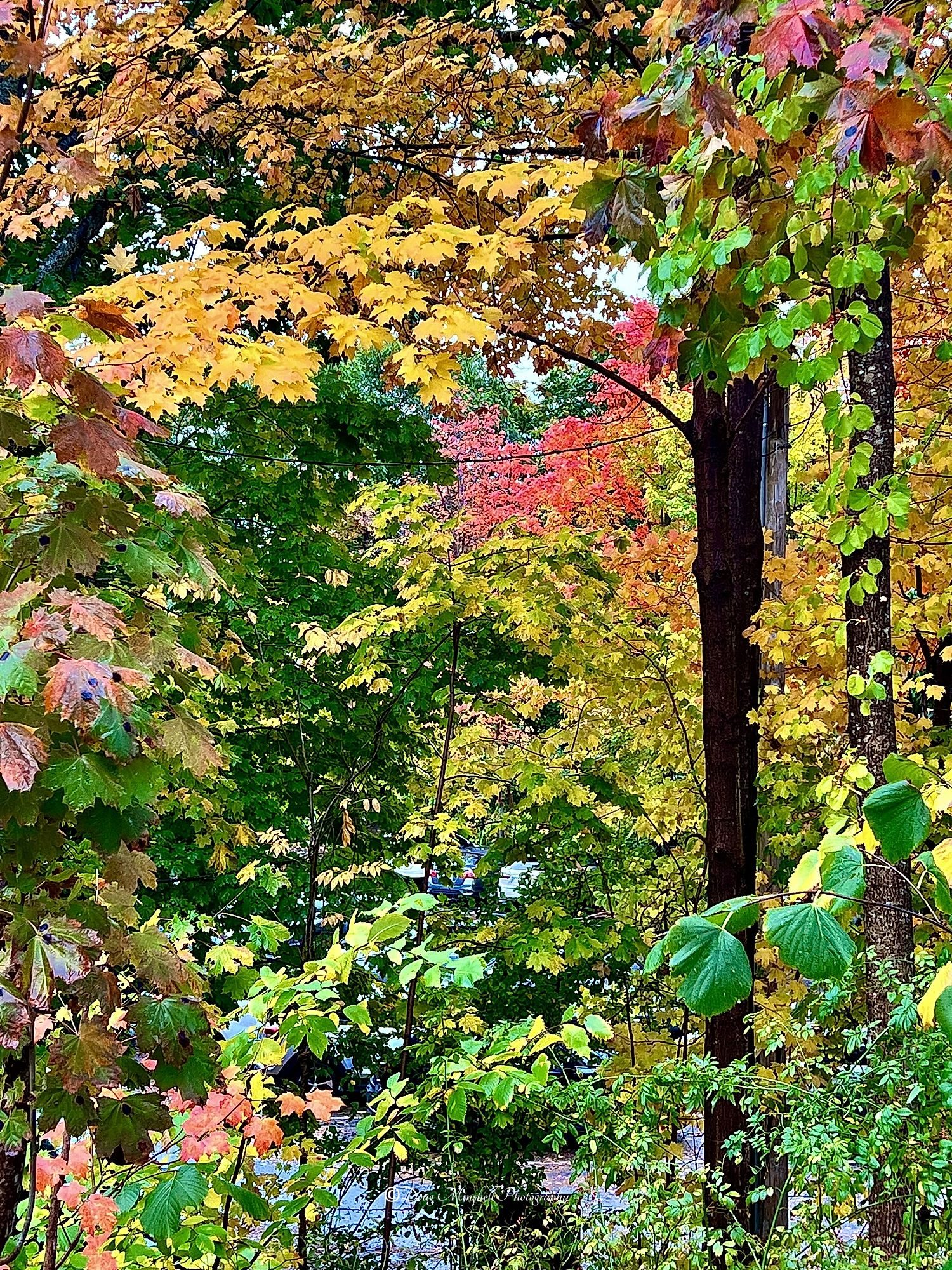 Parking Lot Color