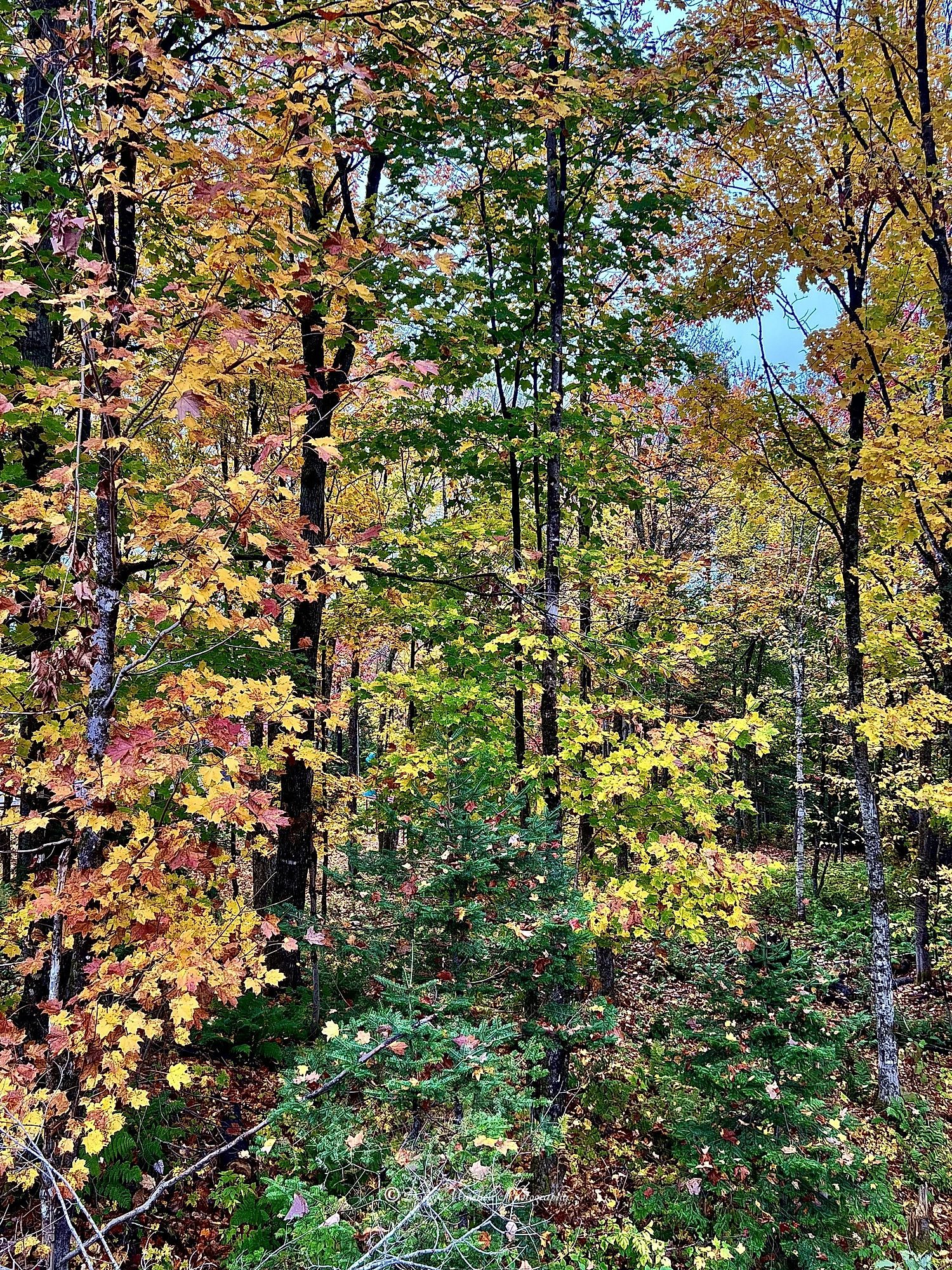 Early Autumn