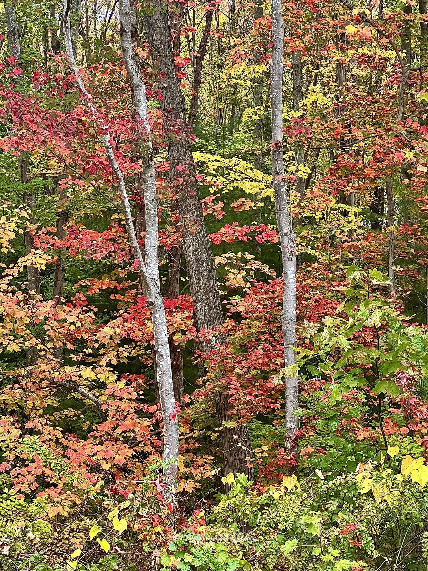 Wall of Color