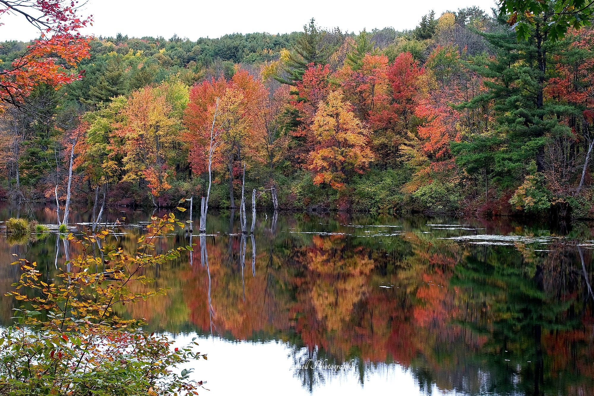 Leaf Peeping