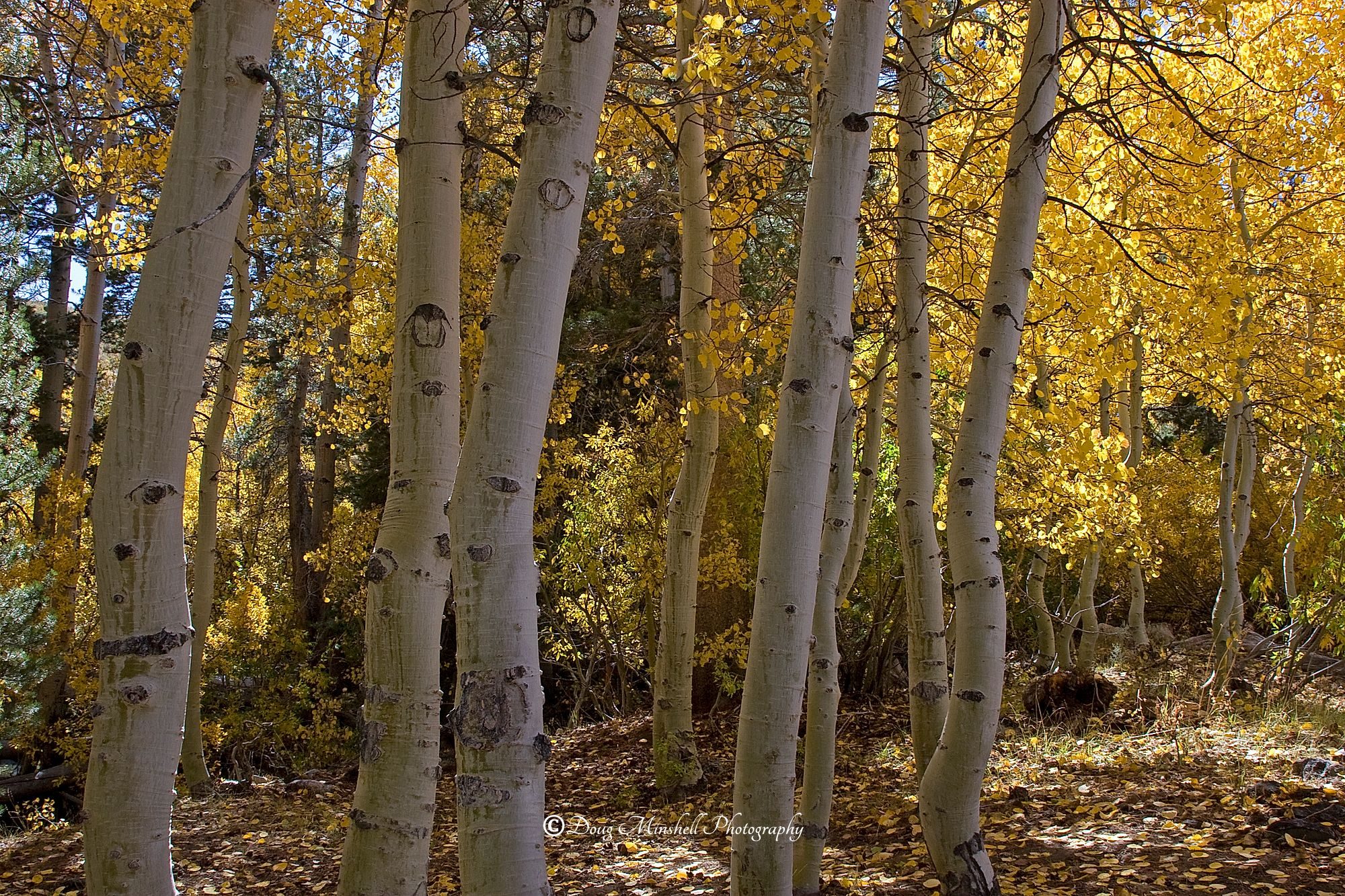 Quaking Aspens
