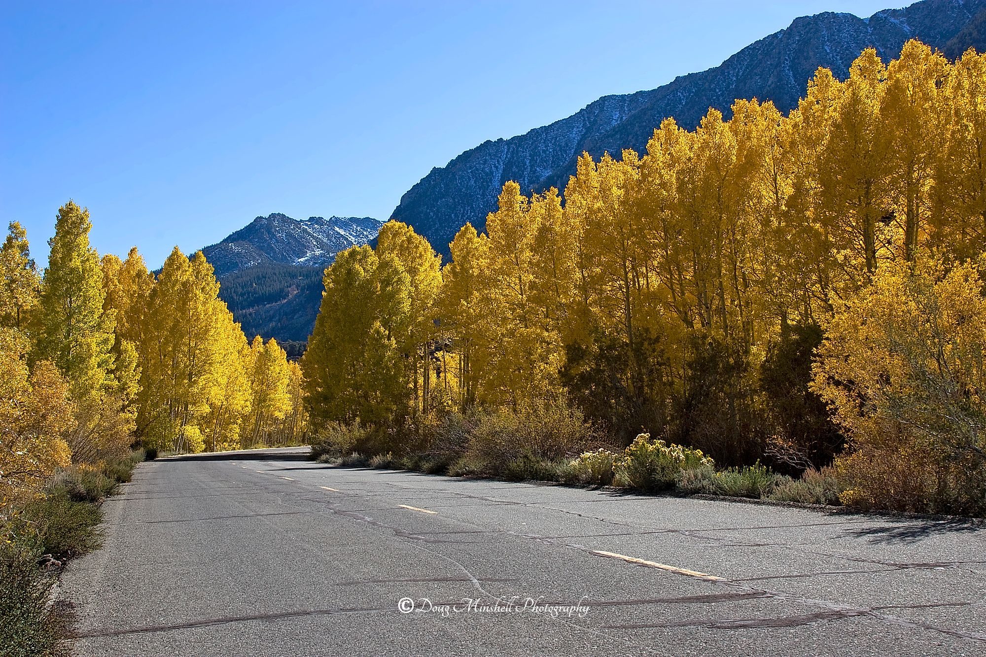 Yellow Brick, no, Yellow Tree Road