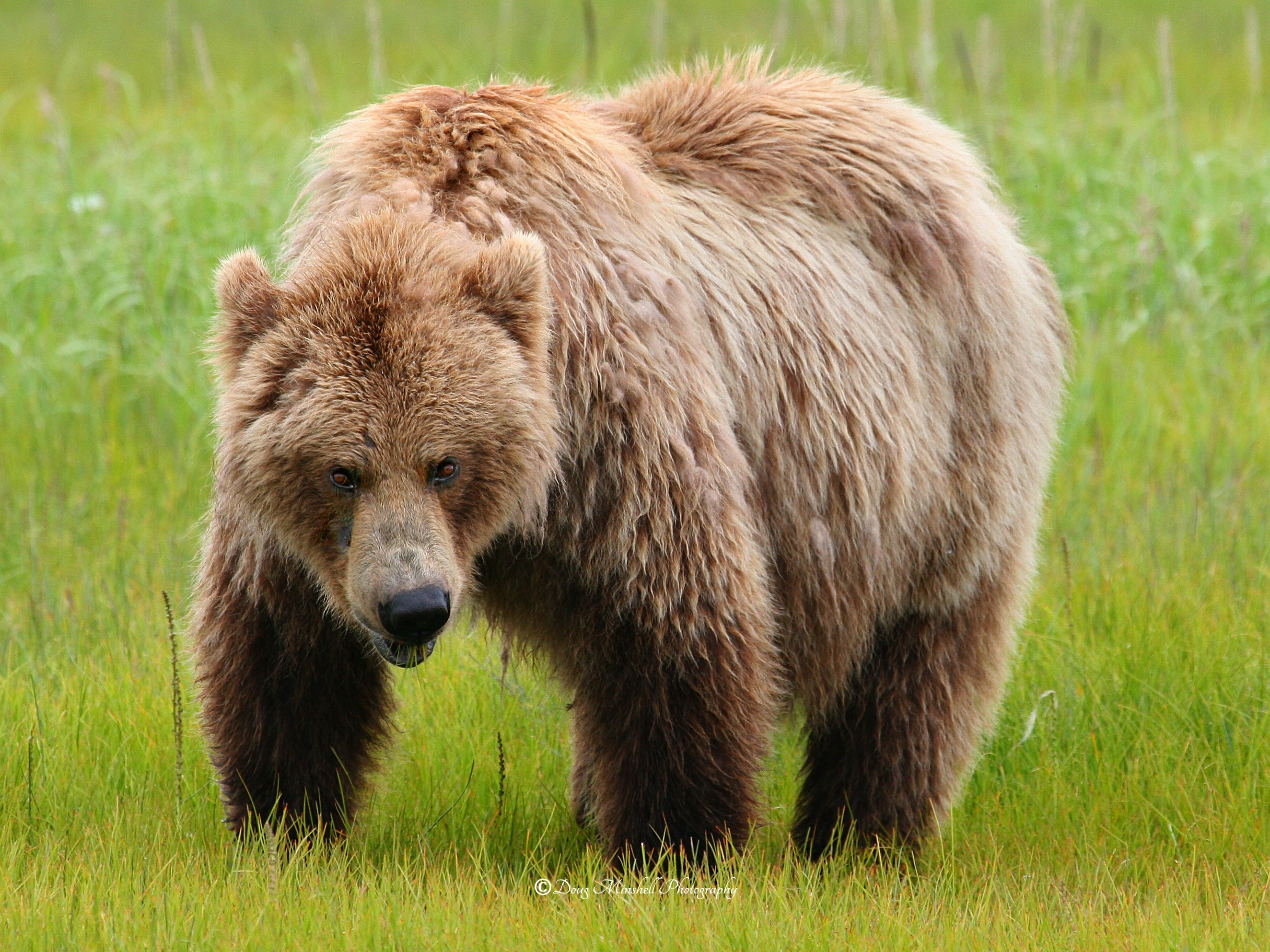 Katmai Brown Bear Grazing