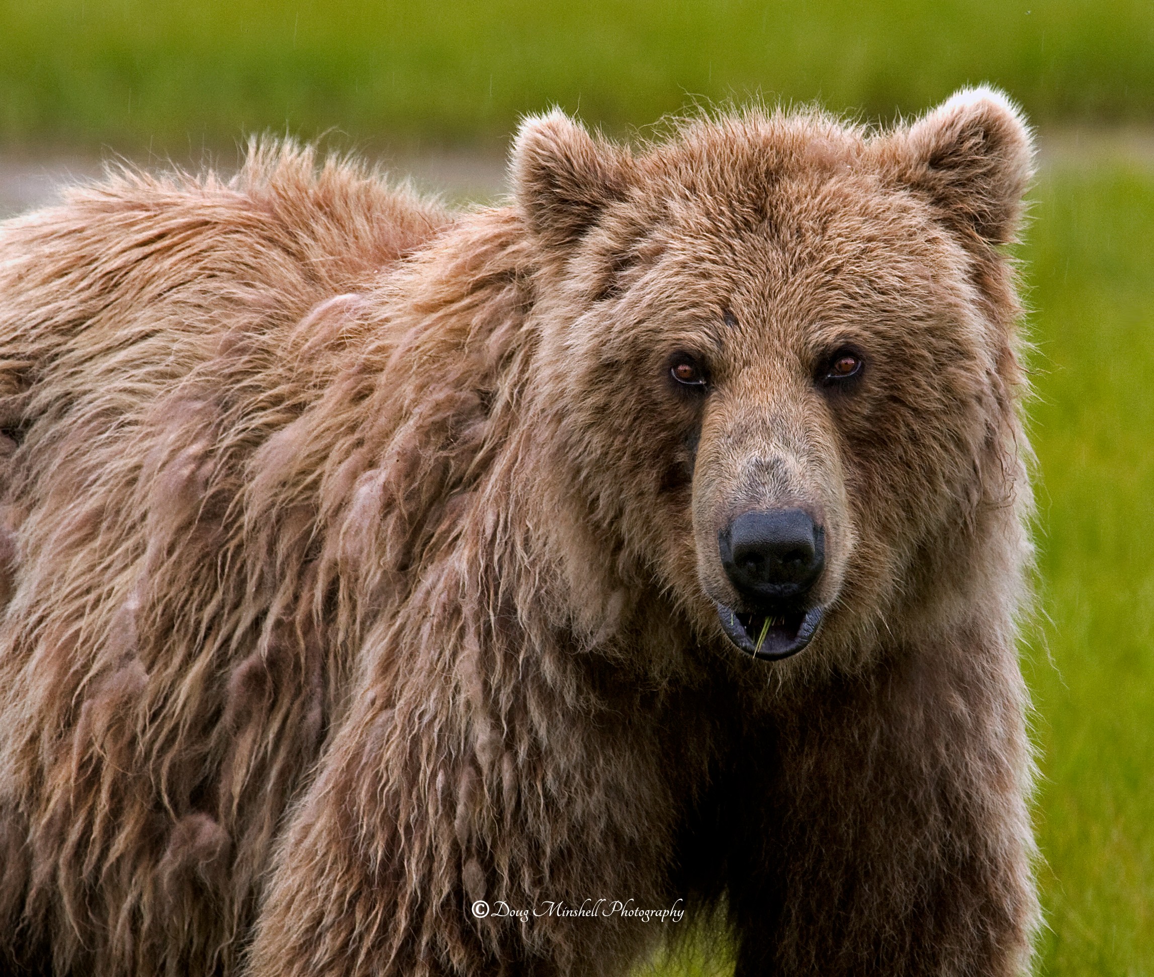 Katmai Brown Bear Stare