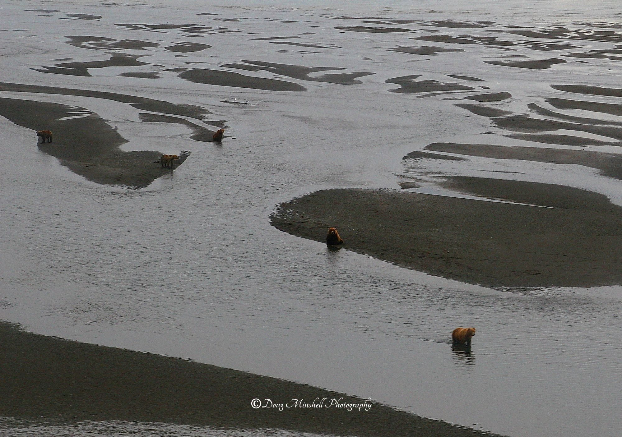 Coastal Brown Bears From The Air