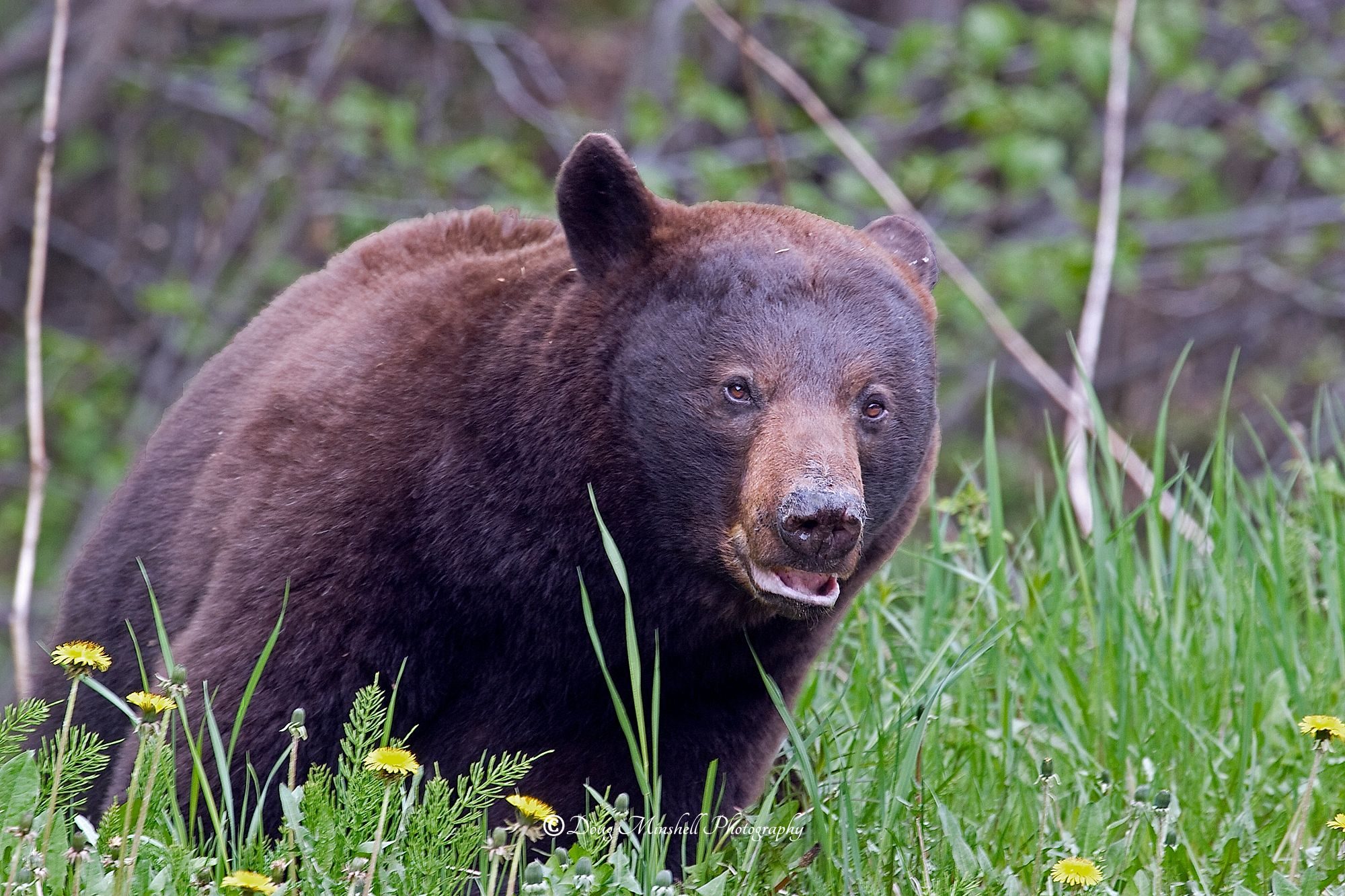 Cinnamon Bear in Flowers