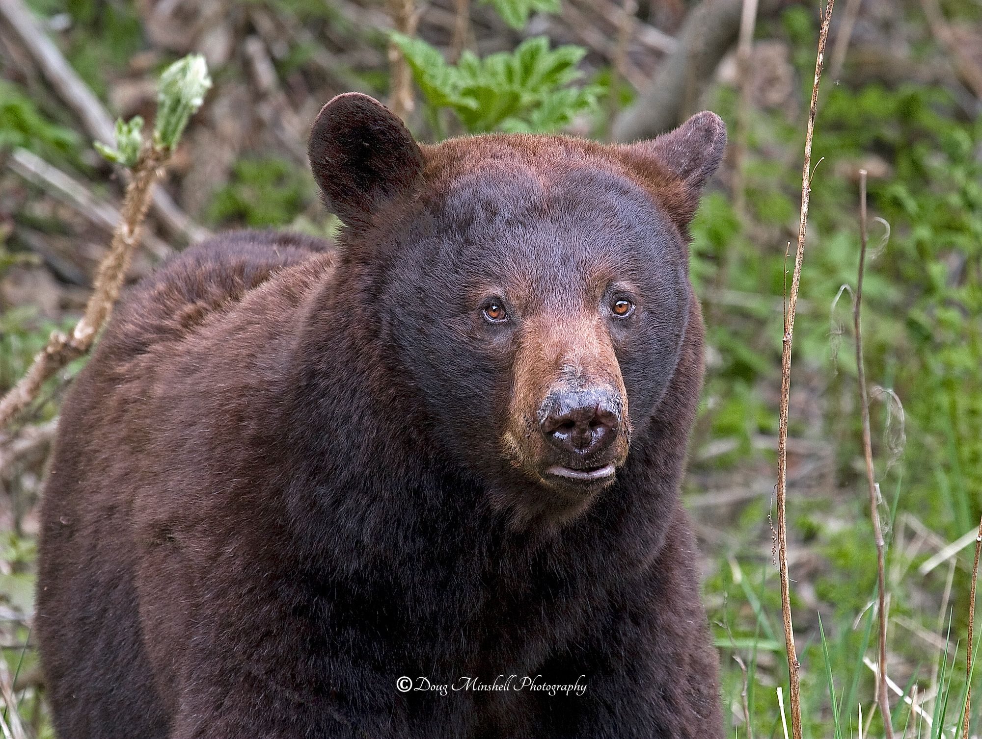 Cinnamon Bear Stare