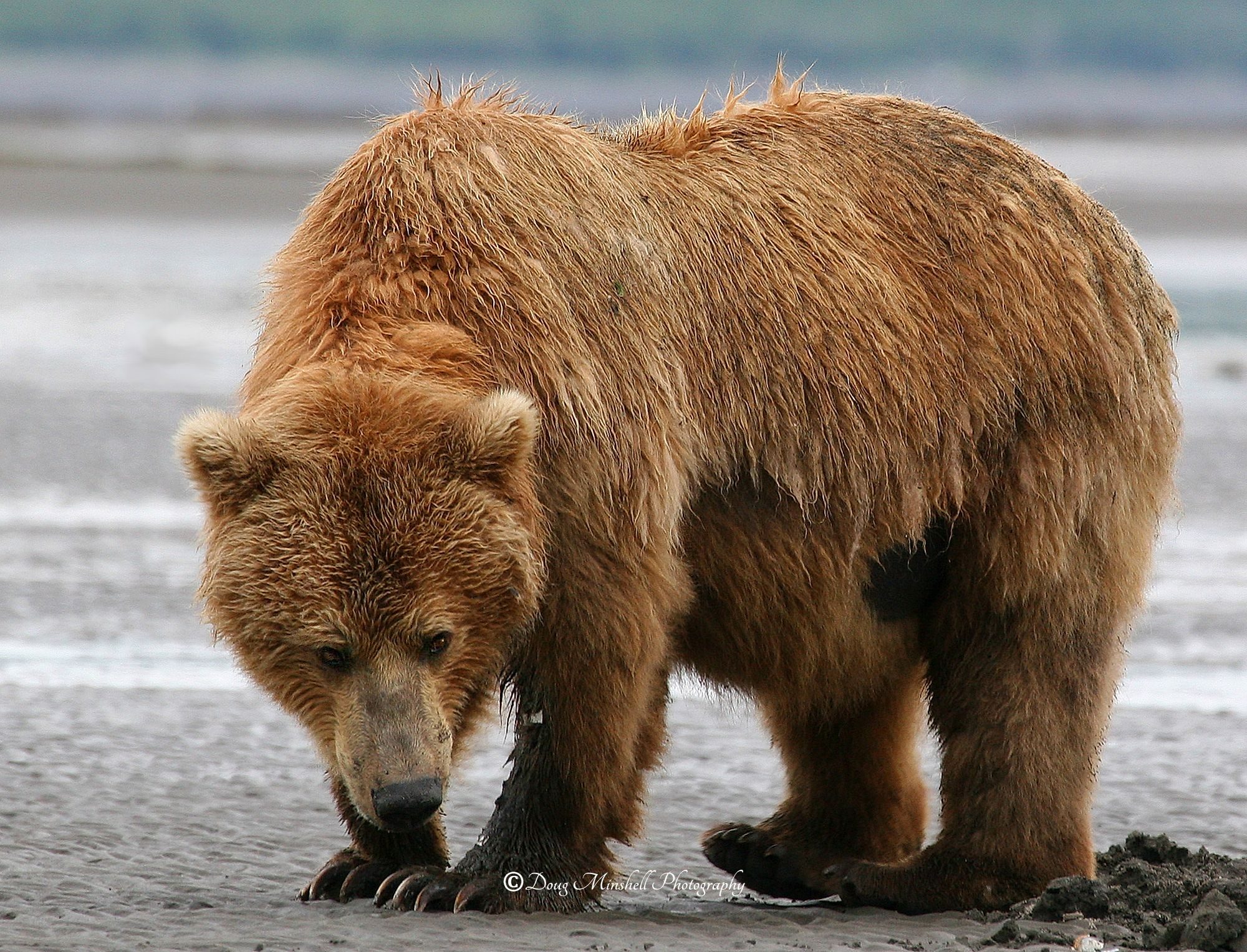 Costal Brown Bear Crabbing
