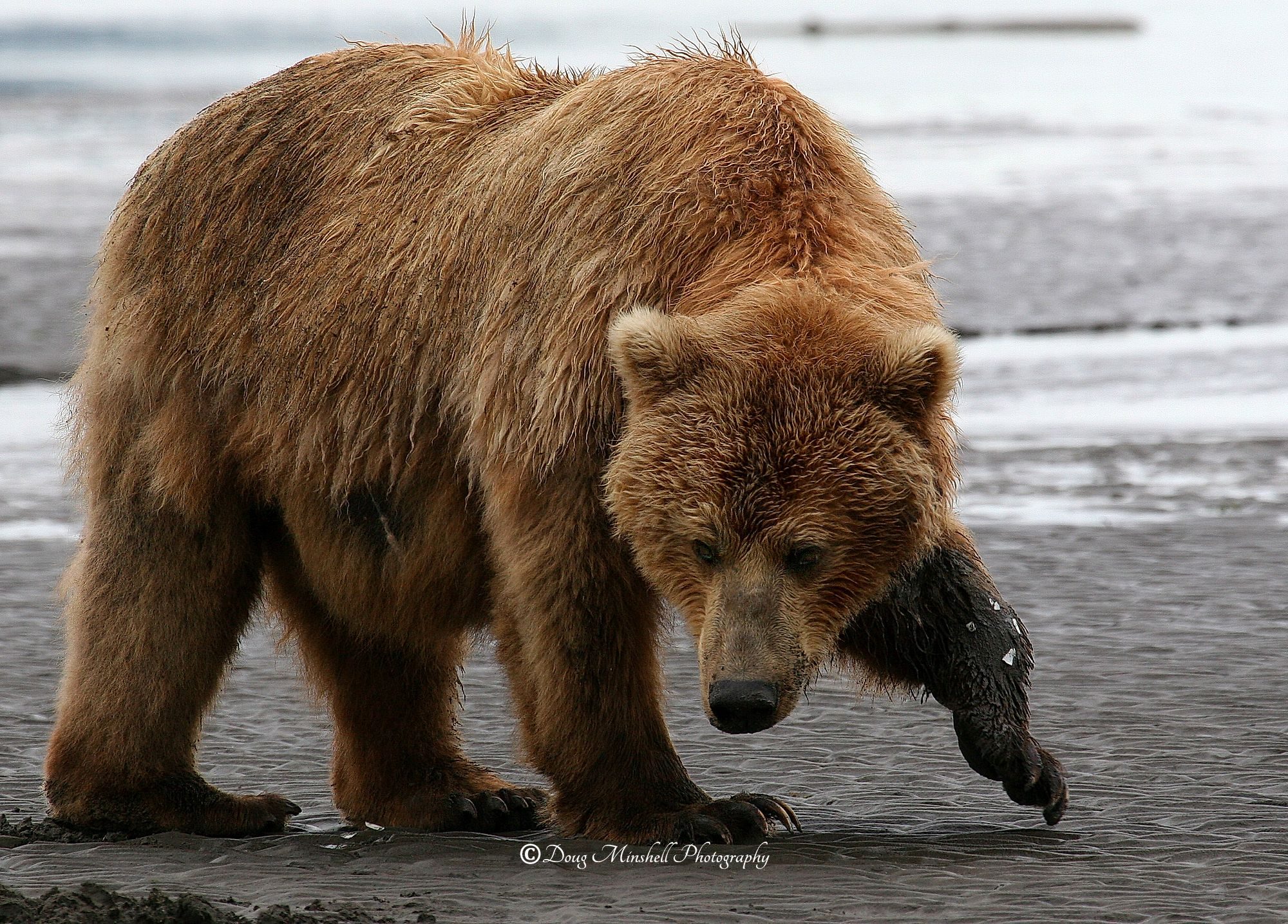 Coastal Brown Bear Looking for Crabs