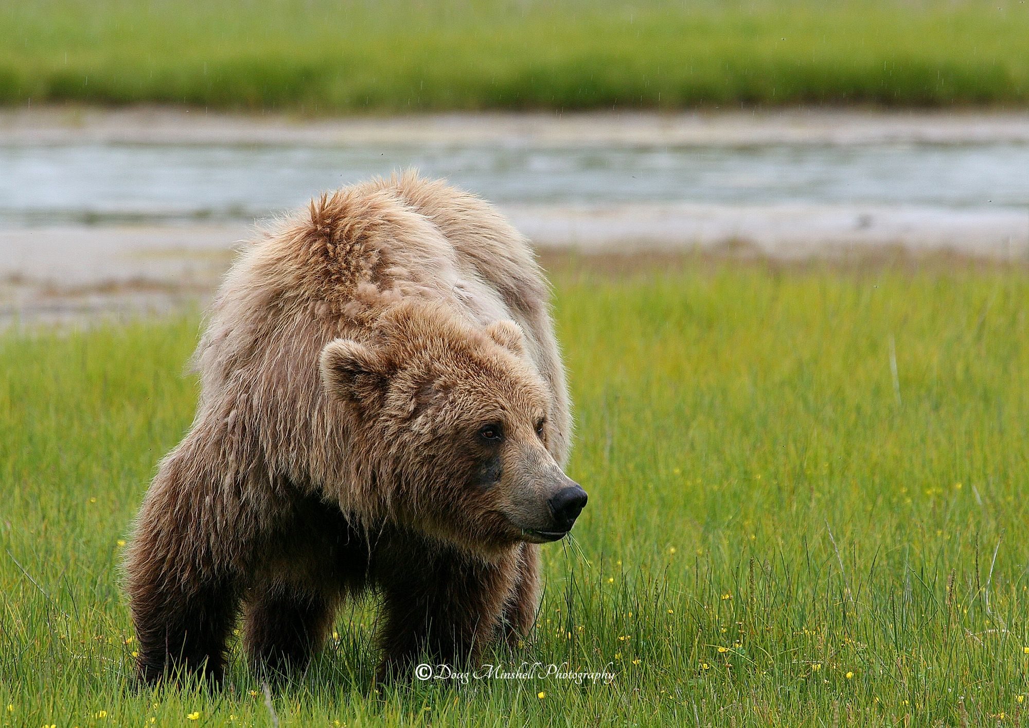 Katmai Brown Bear Beauty
