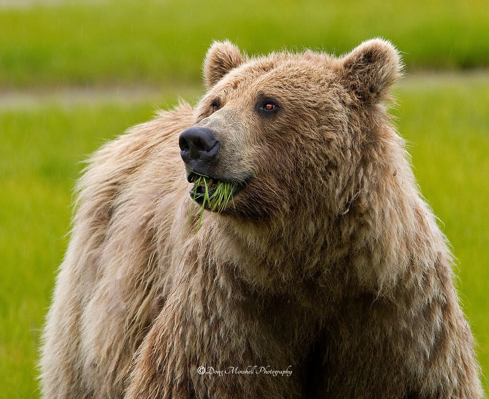 Katmai Brown Bear Salad