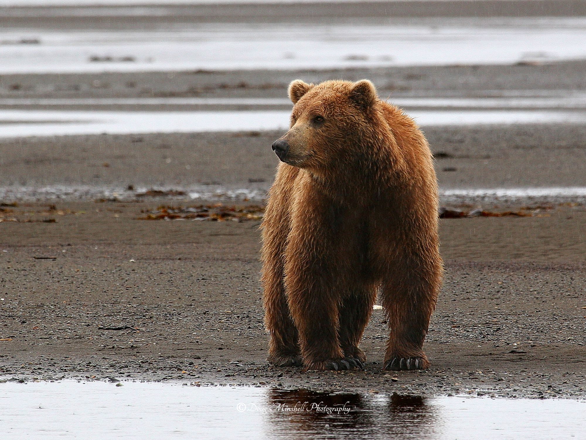Bears