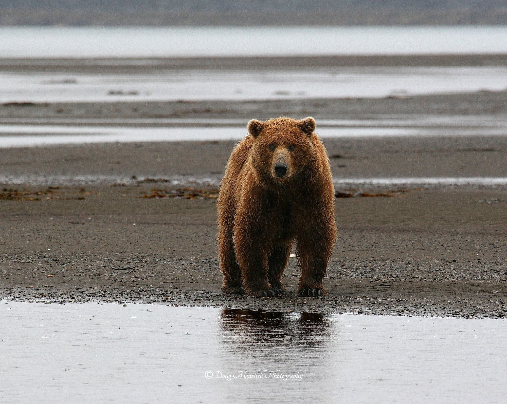 Coastal Brown Bear Chilling