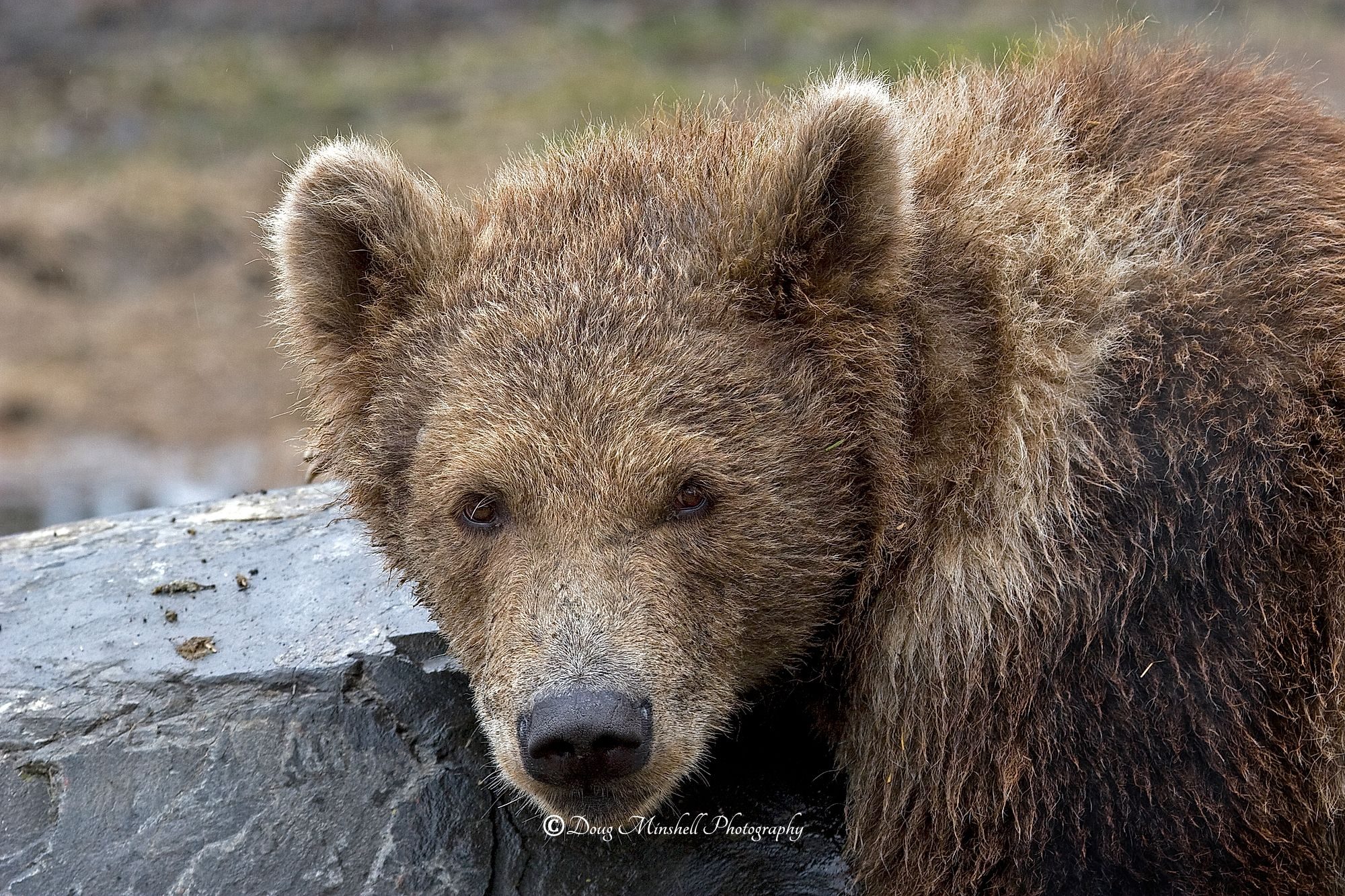 Young Grizzly