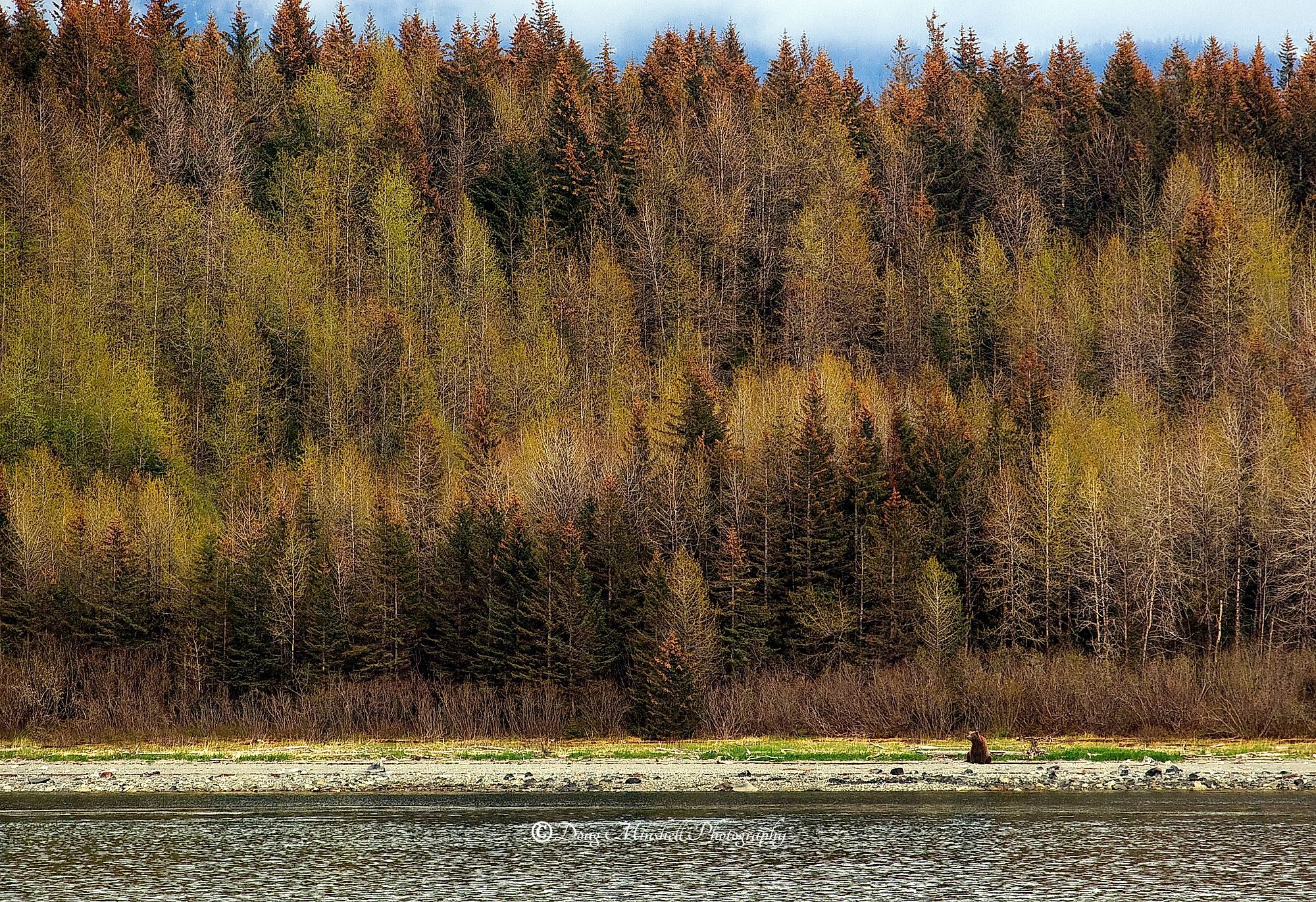 Coastal Brown Bear Sittin' on the Beach