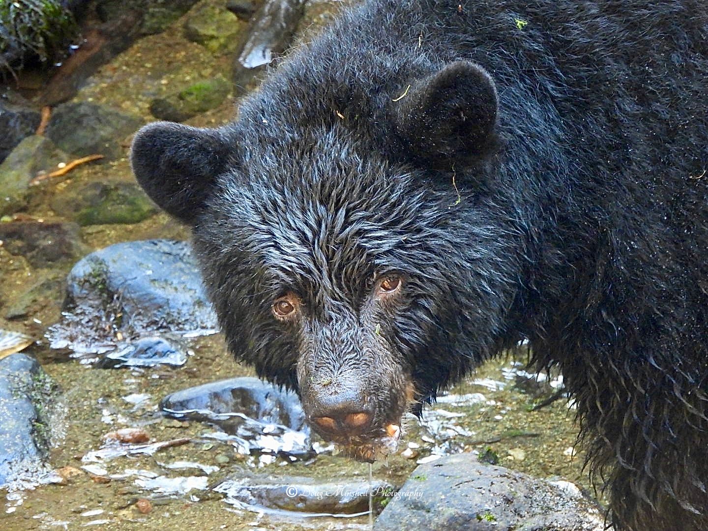 American Black Bear