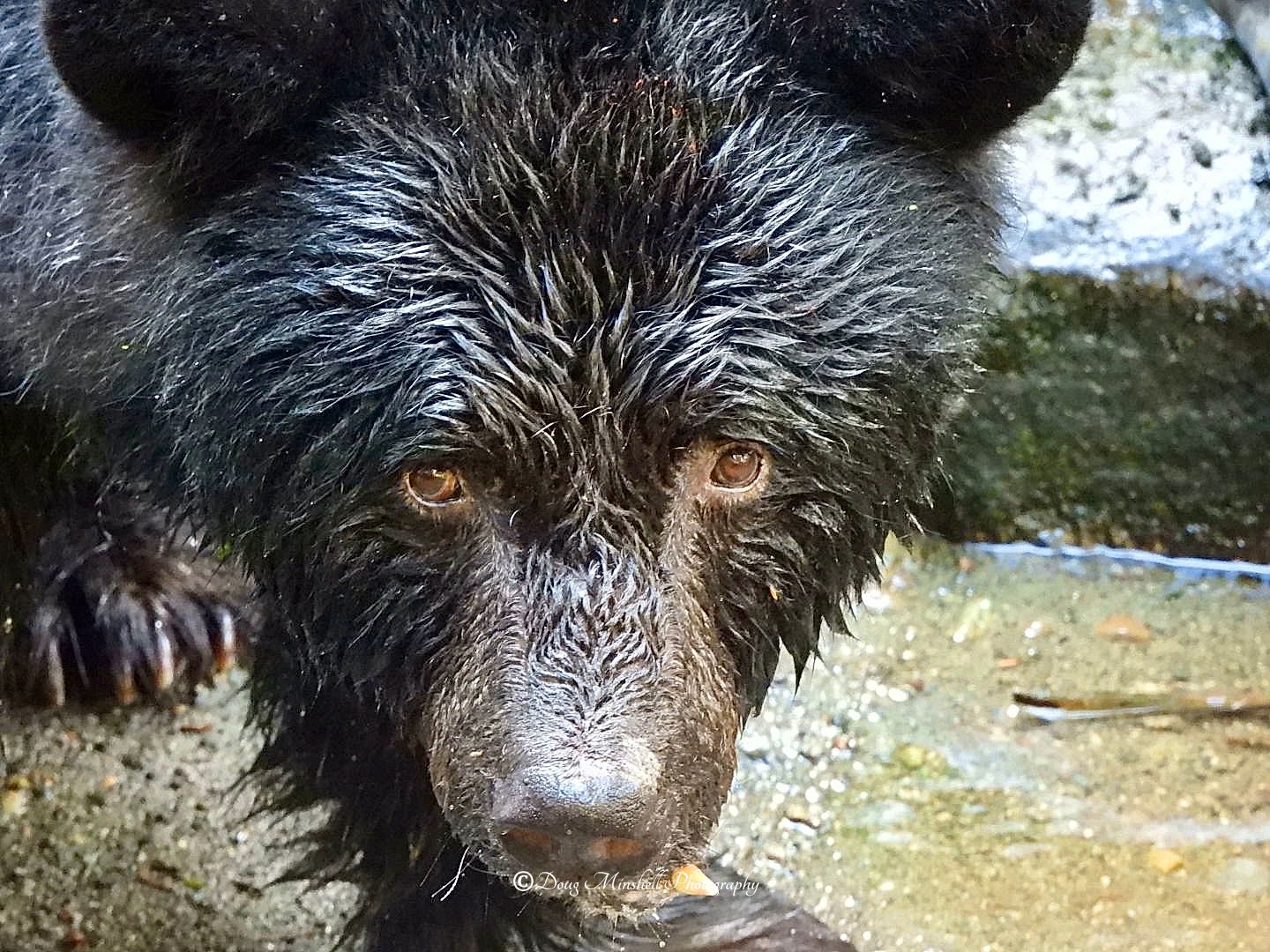 Black Bear Looking At Me