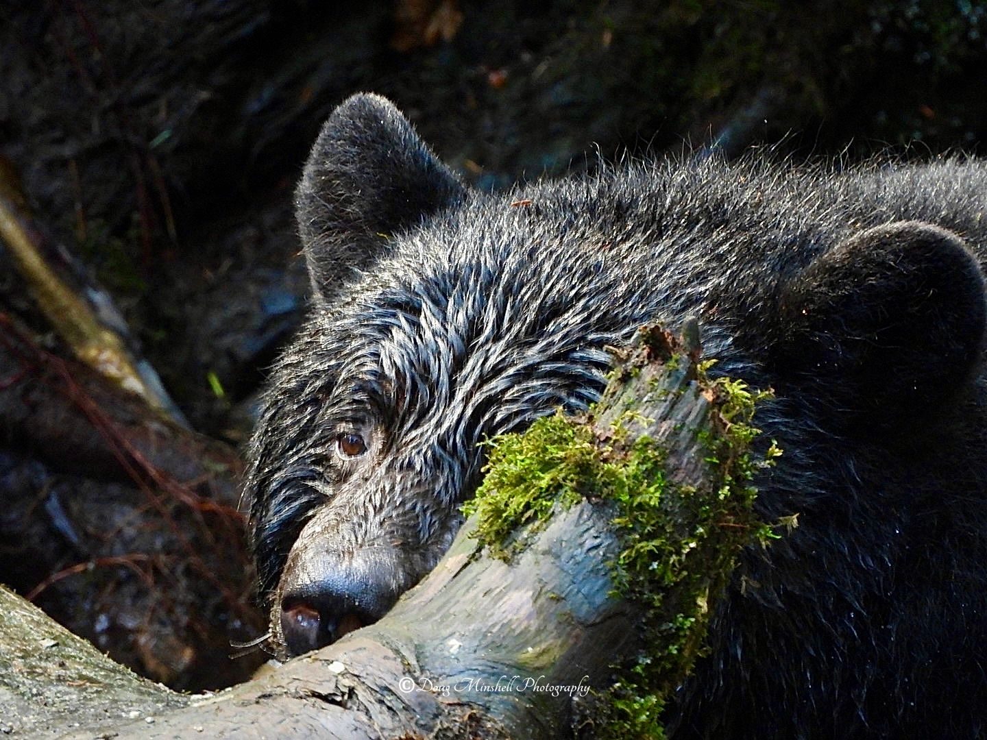 Shy Black Bear