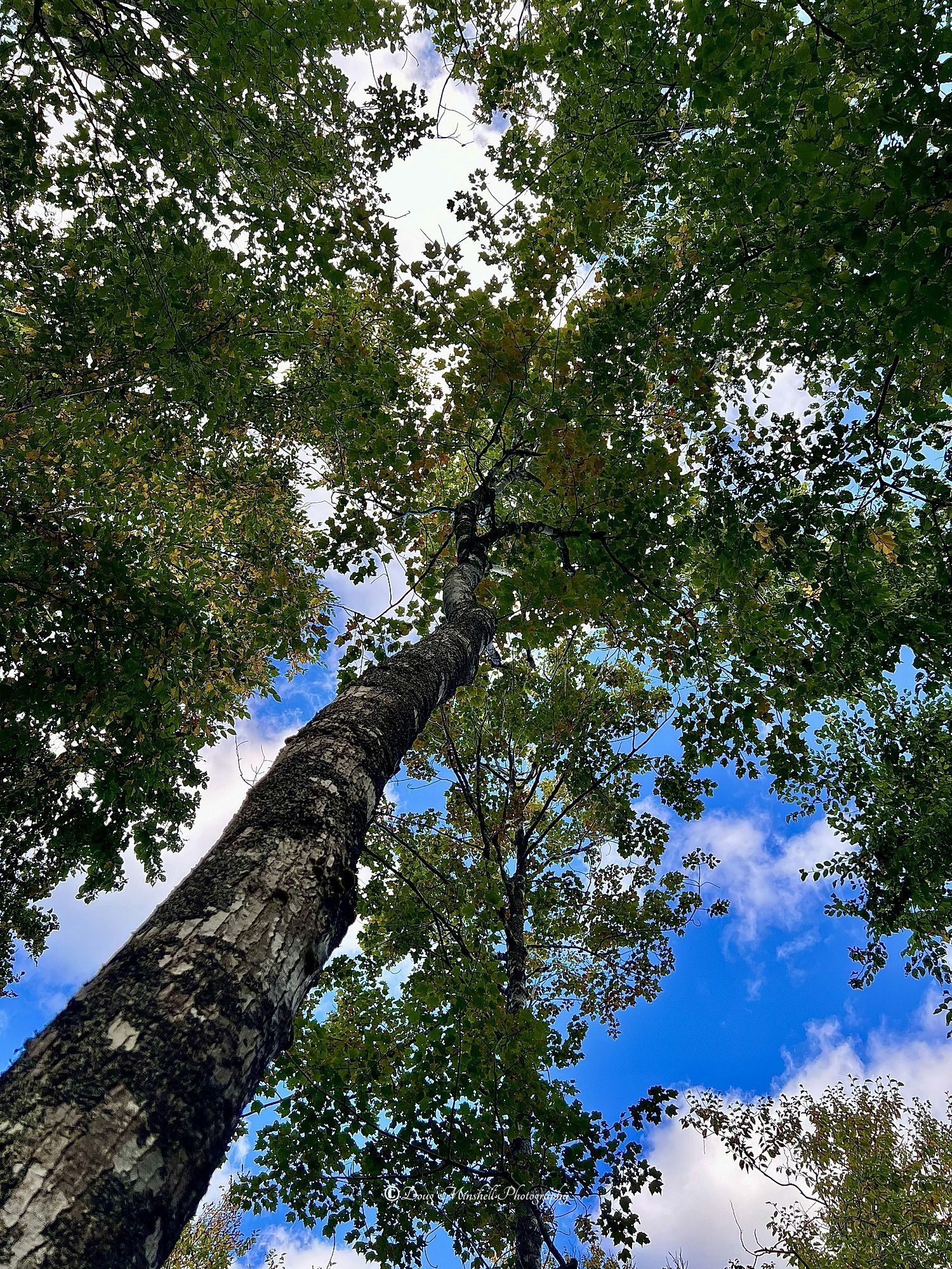 Woodland Canopy