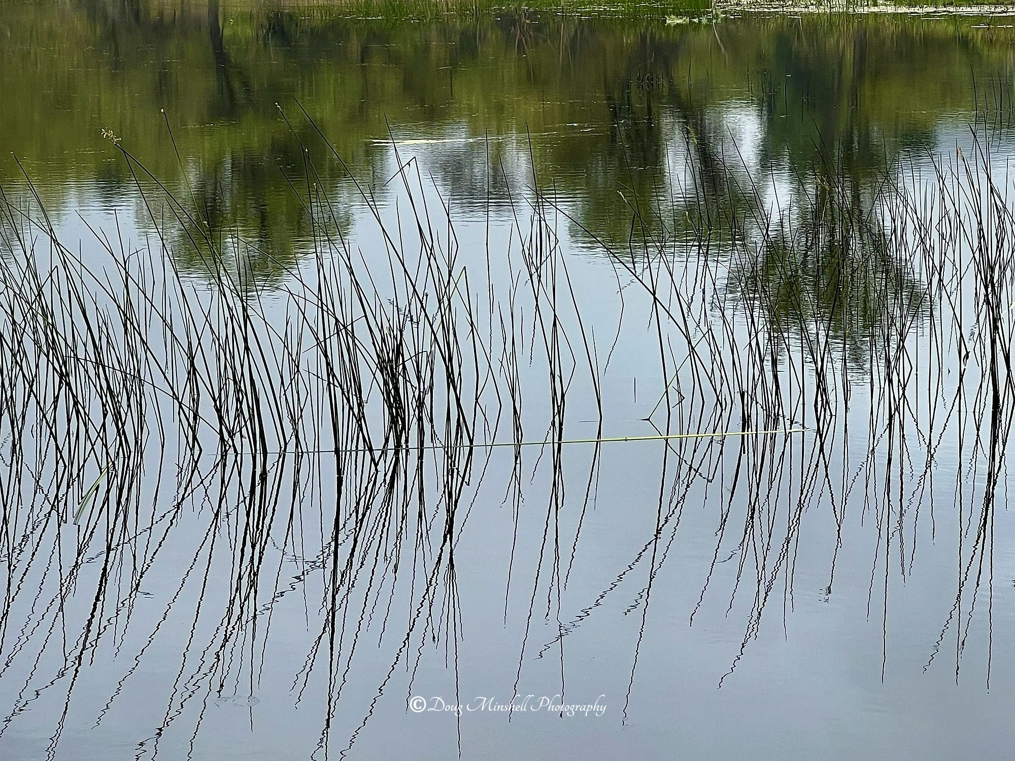 Reed Reflections
