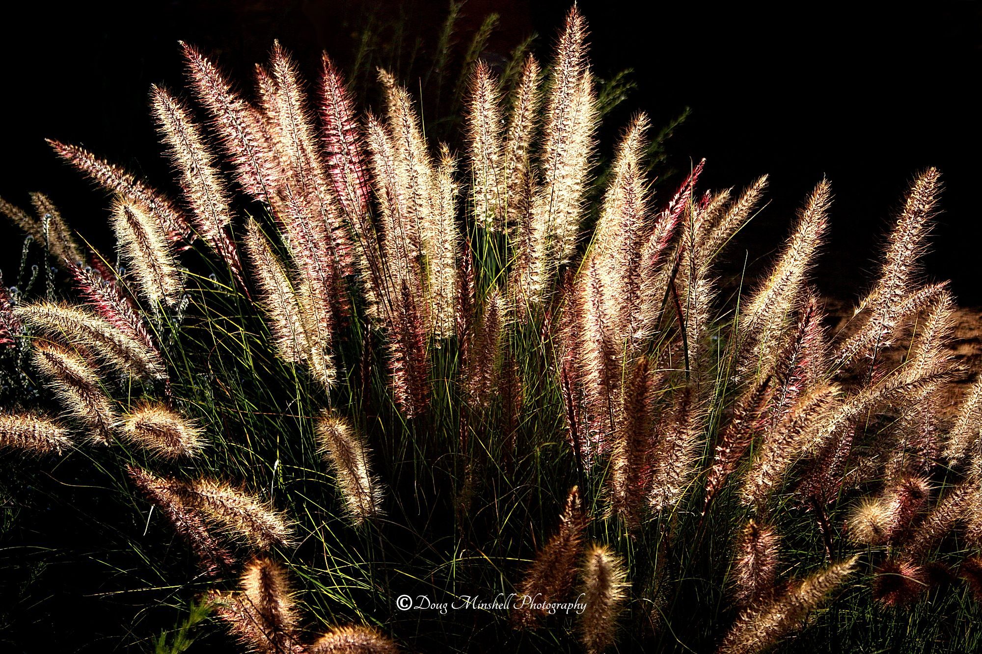 Backlit Fountain Grass