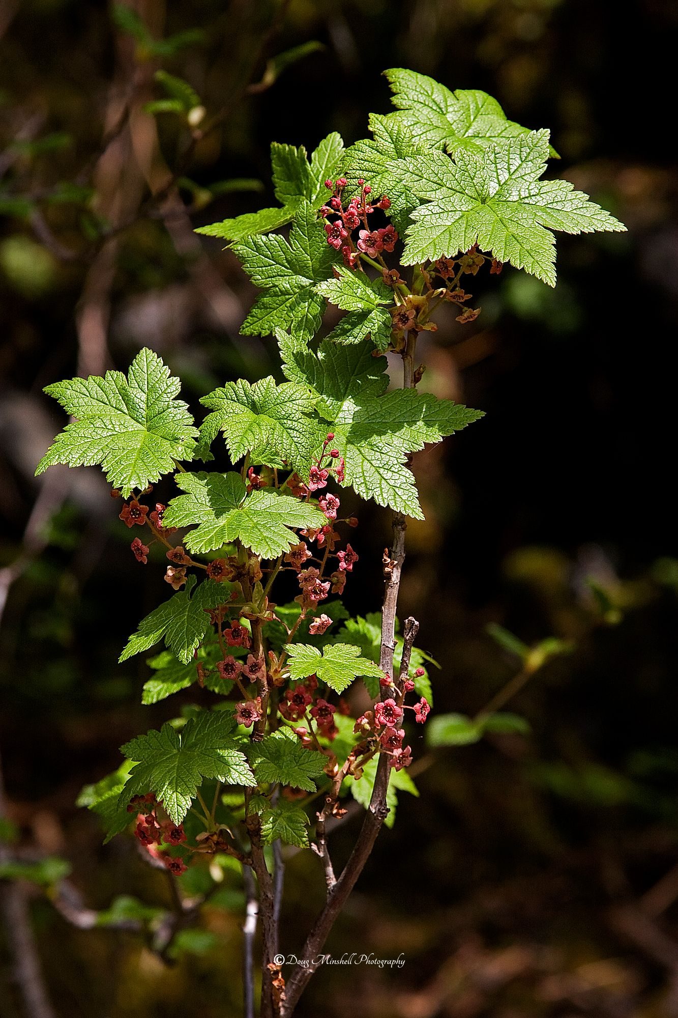 Wild Currant